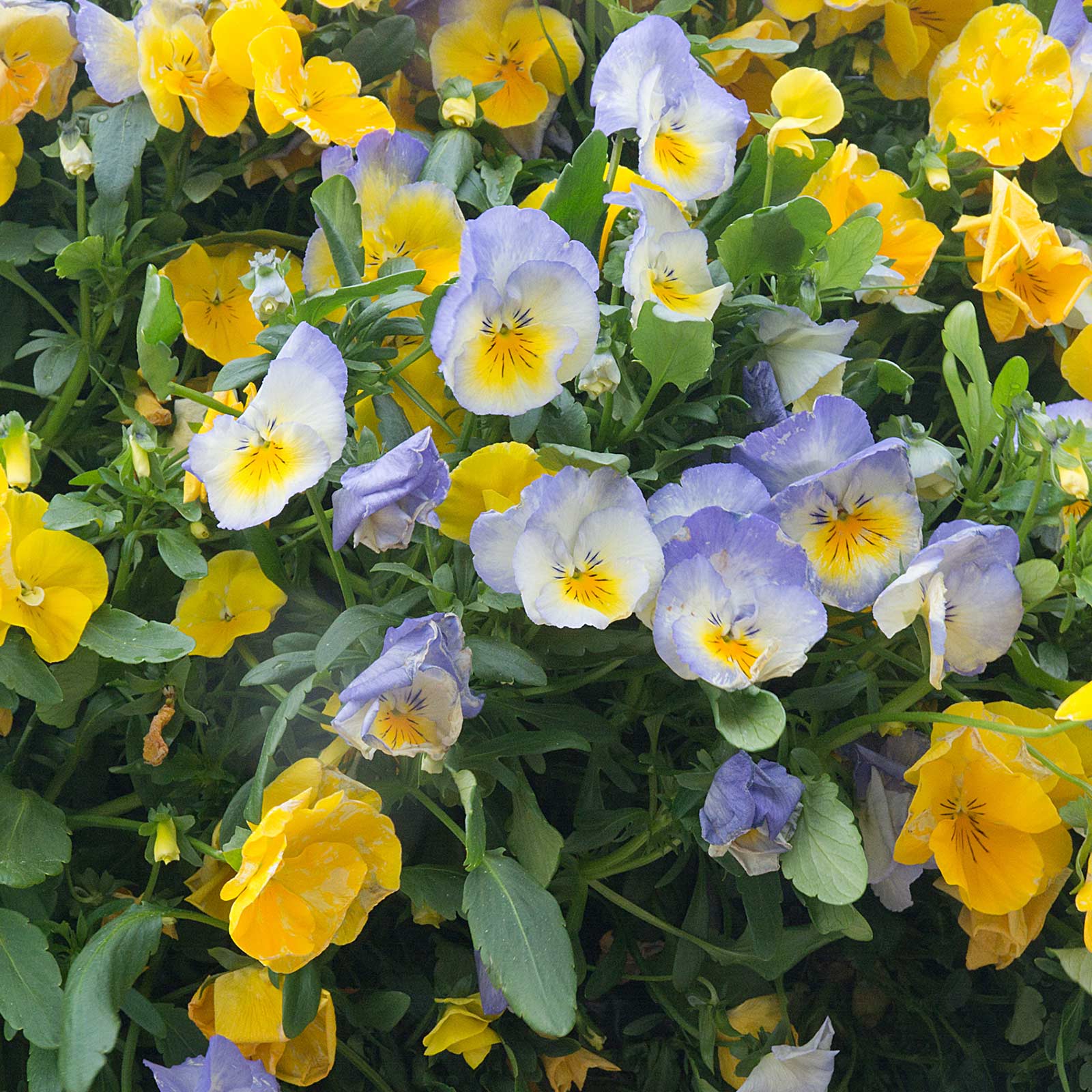 Pansy Flower Seeds - Cool Wave - Pastel Mix - Packet of 10 Seeds - Annual - Buy Garden & Gardening Seeds Online