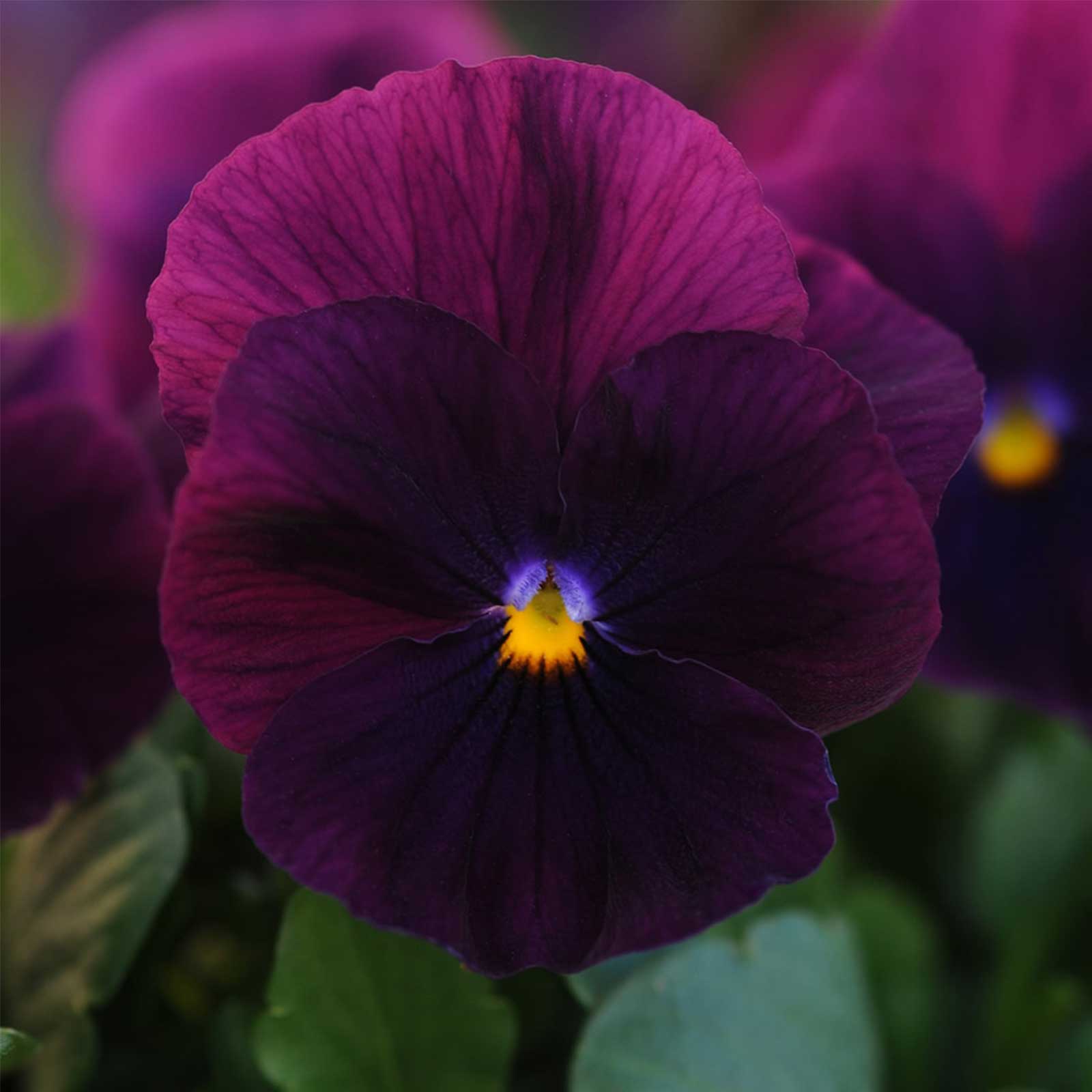 Pansy Flower Seeds - Cool Wave - Purple - Packet of 10 Seeds - Annual - Buy Garden & Gardening Seeds Online