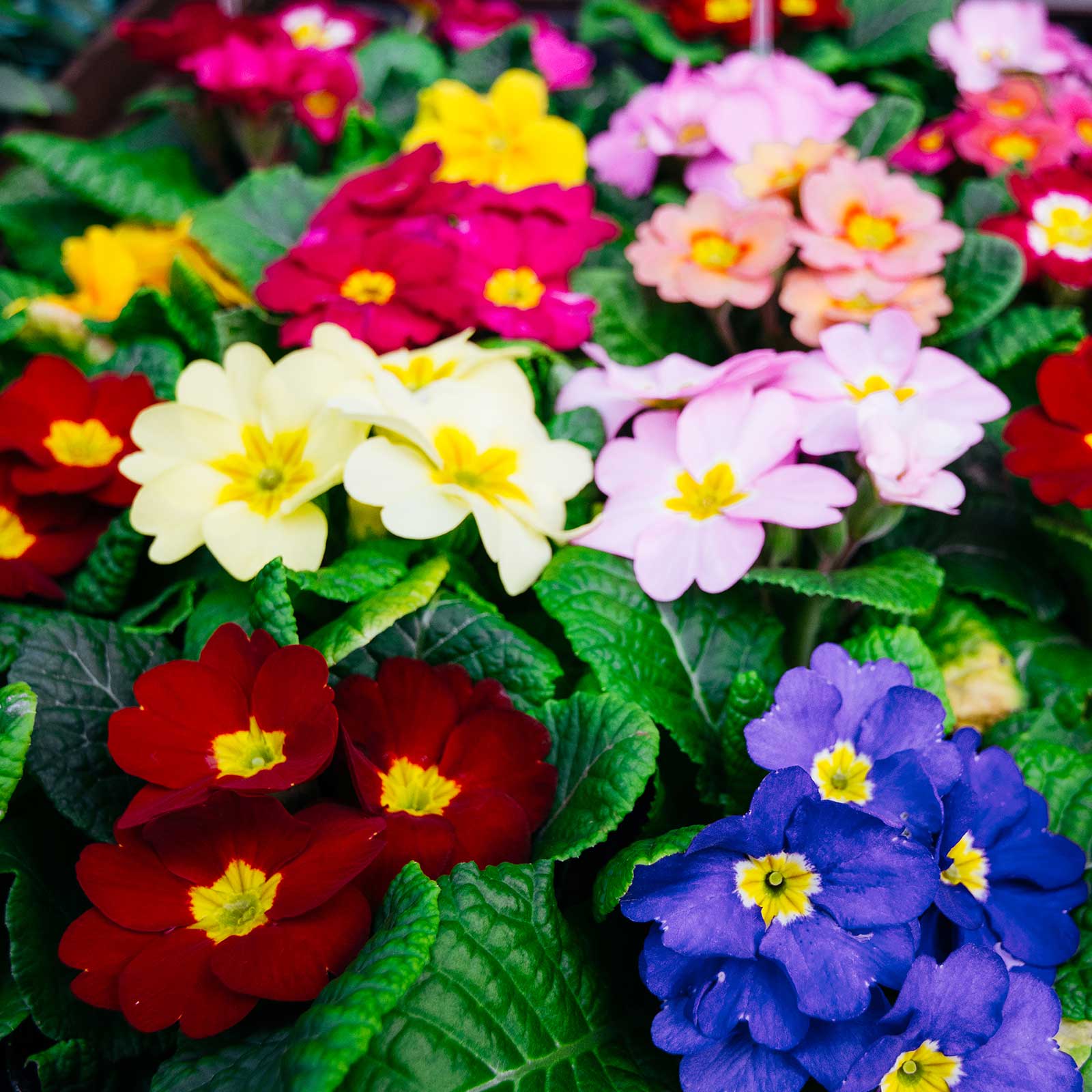 Primula Primrose Seeds - Super Nova Mix - Packet of 10 Seeds - Perennial - Buy Primula x polyantha Garden Flower Seeds Online