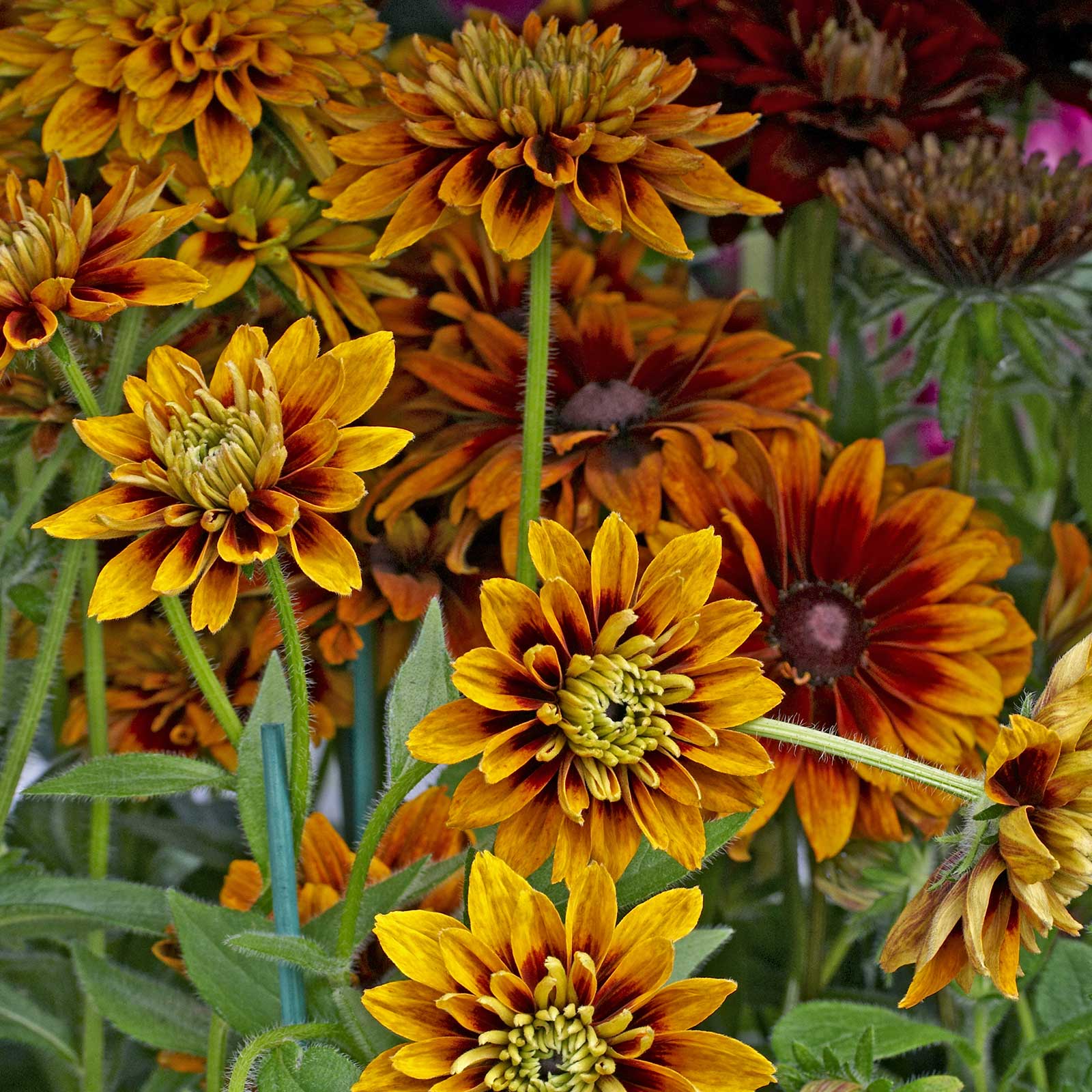 Rudbeckia Seeds (Black Eyed Susan) - Cherokee Sunset - Packet of 25 Seeds - Buy Rudbeckia hirta Flower Garden Seeds Online