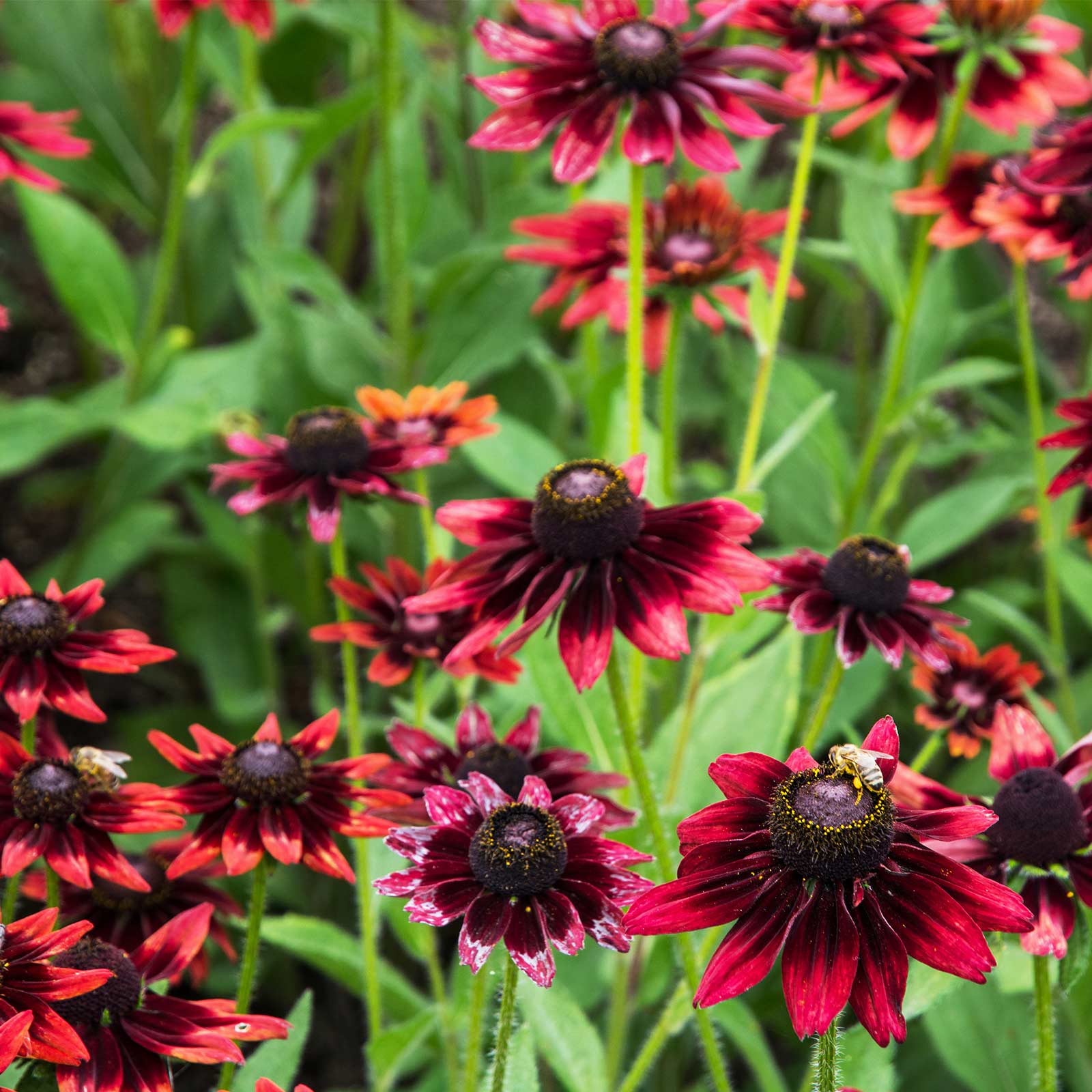 Rudbeckia Seeds (Black Eyed Susan) - Cherry brandy - 500 Seeds - Buy Rudbeckia hirta Flower Garden Seeds Online
