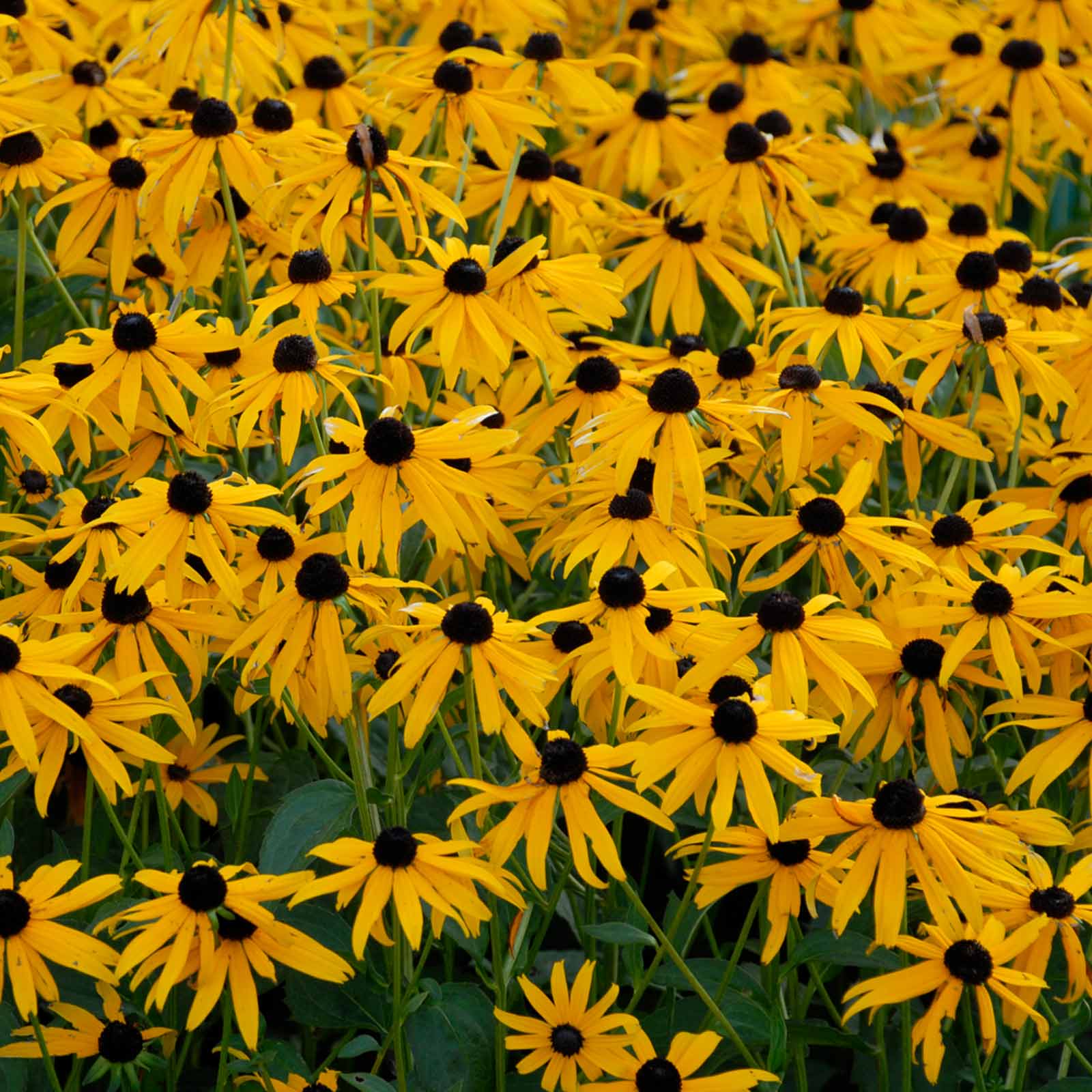 Rudbeckia Seeds (Black Eyed Susan) - Goldsturm Apex - 100 Seeds - Buy Rudbeckia hirta Flower Garden Seeds Online