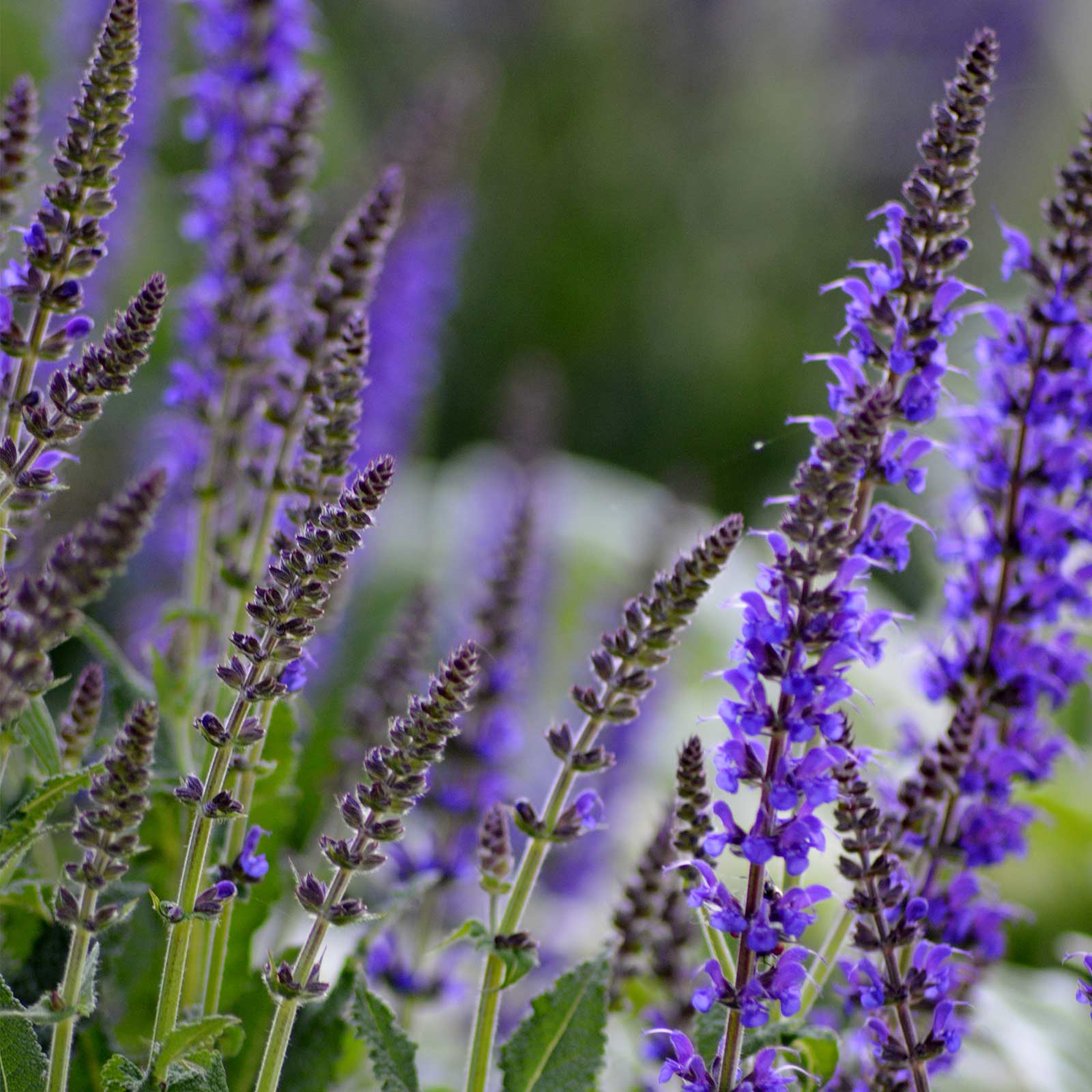 Salvia Flower Seeds - Blue Queen - 100 Seeds - Blue Blooms - Buy Salvia nemorosa Garden Flower Seeds Online