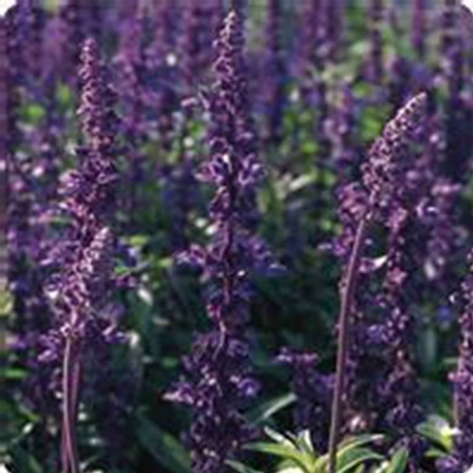 Salvia Flower Seeds - Evolution Violet - 500 Seeds - AAS Winner - Buy Salvia farinacea Flower Garden Seeds Online