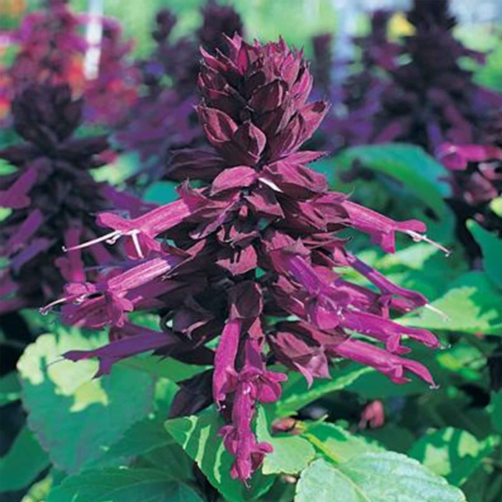Salvia Flower Seeds - Sizzler Series - Purple - 500 Seeds - Buy Salvia splendens Garden Flower Seeds Online