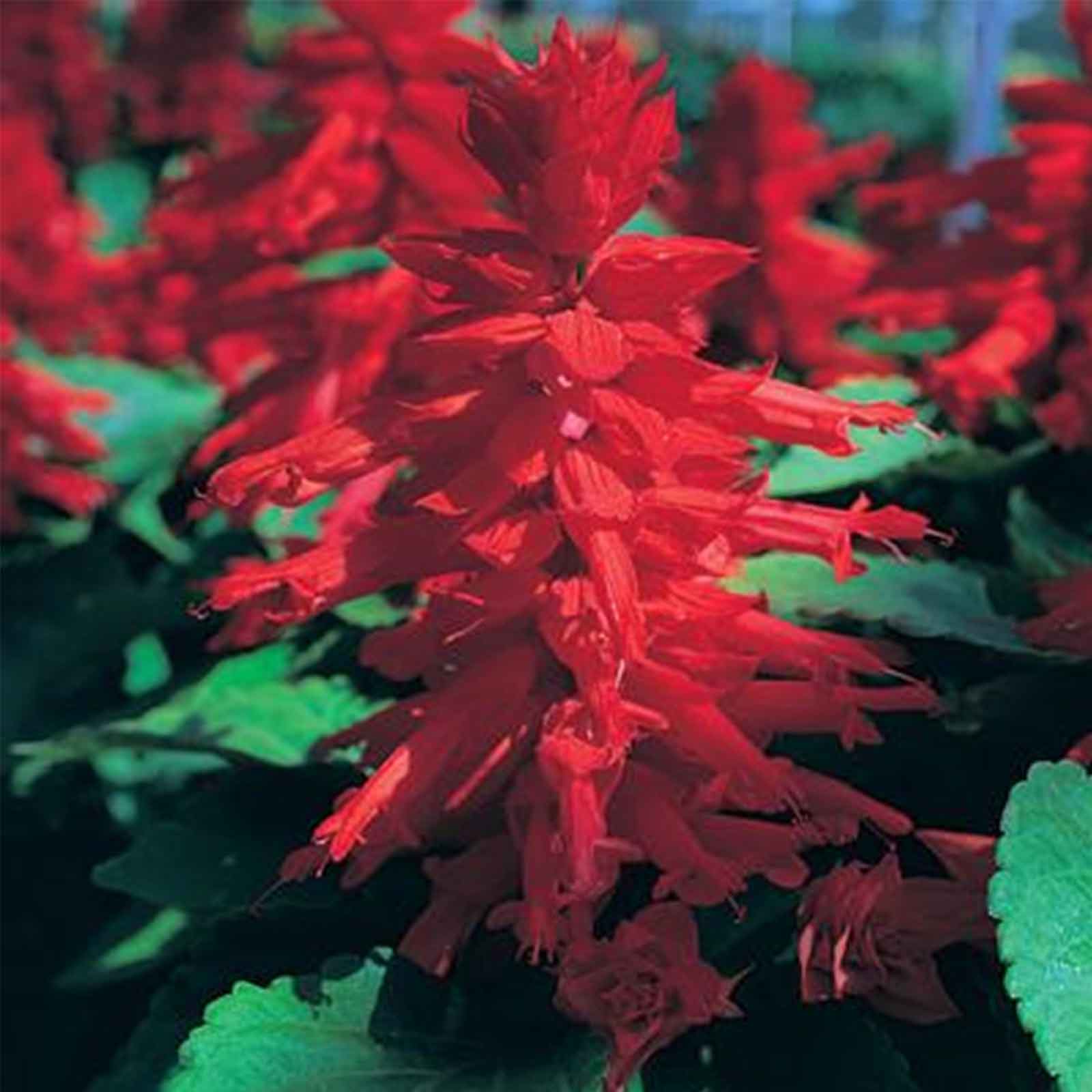 Salvia Flower Seeds - Sizzler Series - Red - Packet of 50 Seeds - Buy Salvia splendens Garden Flower Seeds Online
