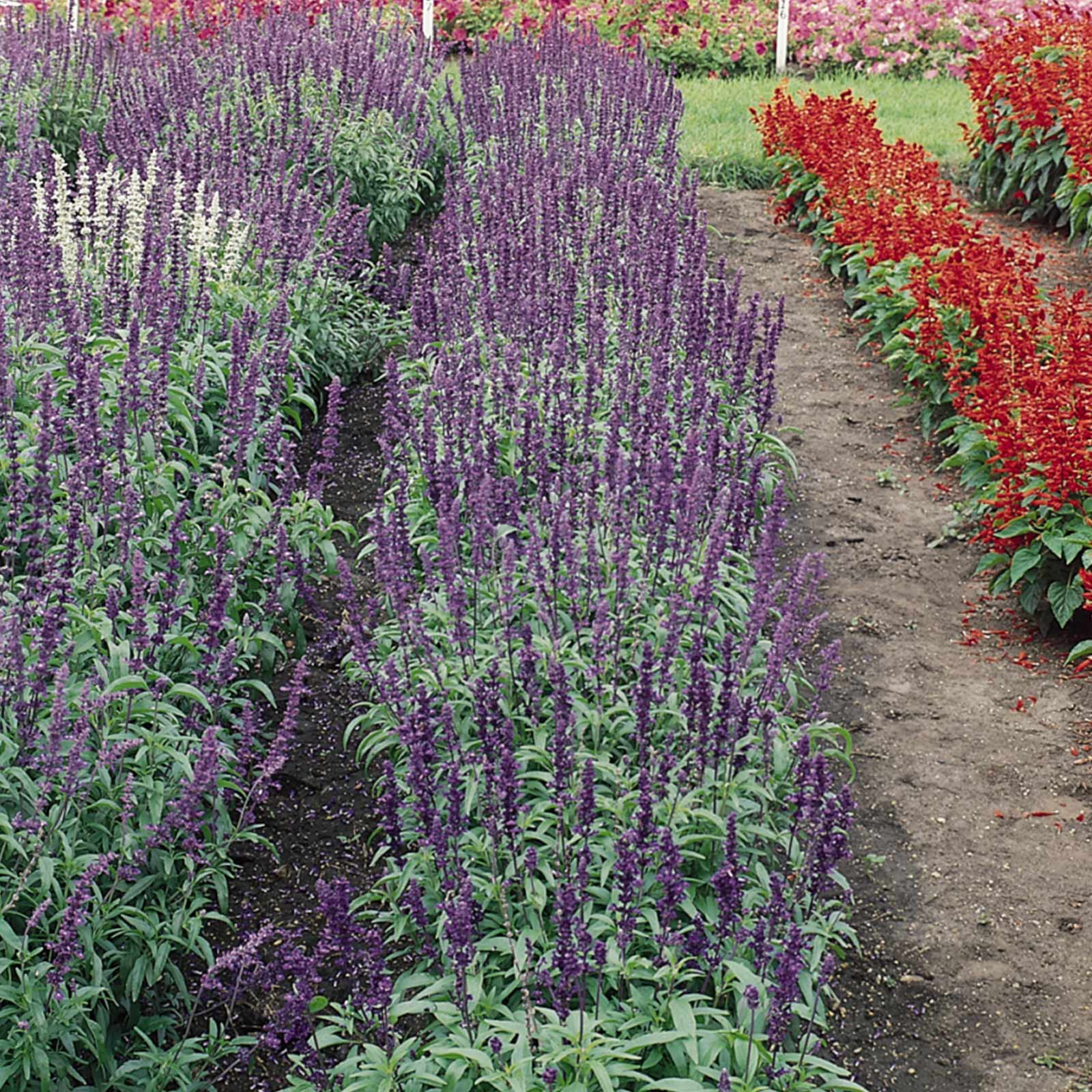 Salvia Flower Seeds - Victoria Series - Violet Blue - 4 Oz Bulk ~92000 Seeds - Buy Salvia farinacea Garden Flower Seeds Online