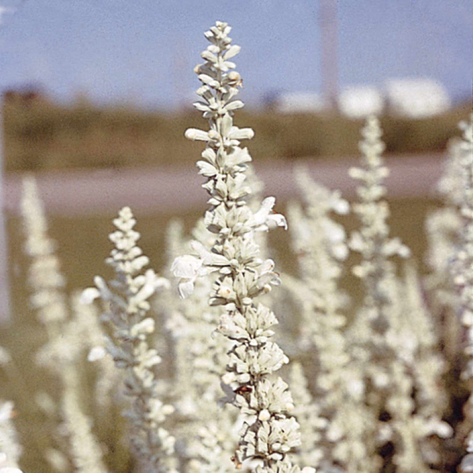 Salvia Flower Seeds - Victoria Series - White - 1 Oz Bulk ~23000 Seeds - Buy Salvia farinacea Garden Flower Seeds Online
