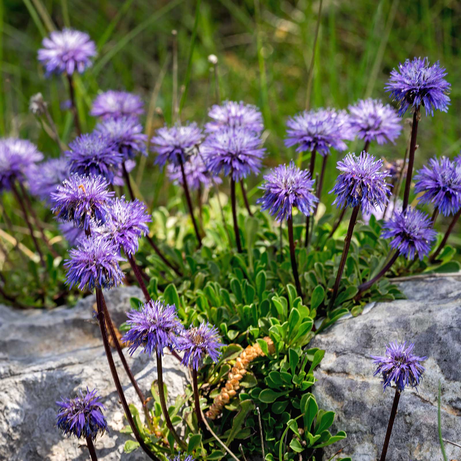Scabiosa Flower Seeds - Blue Note - Packet of 10 Seeds - Perennial - Buy Scabiosa columbaria Garden Flower Seeds Online