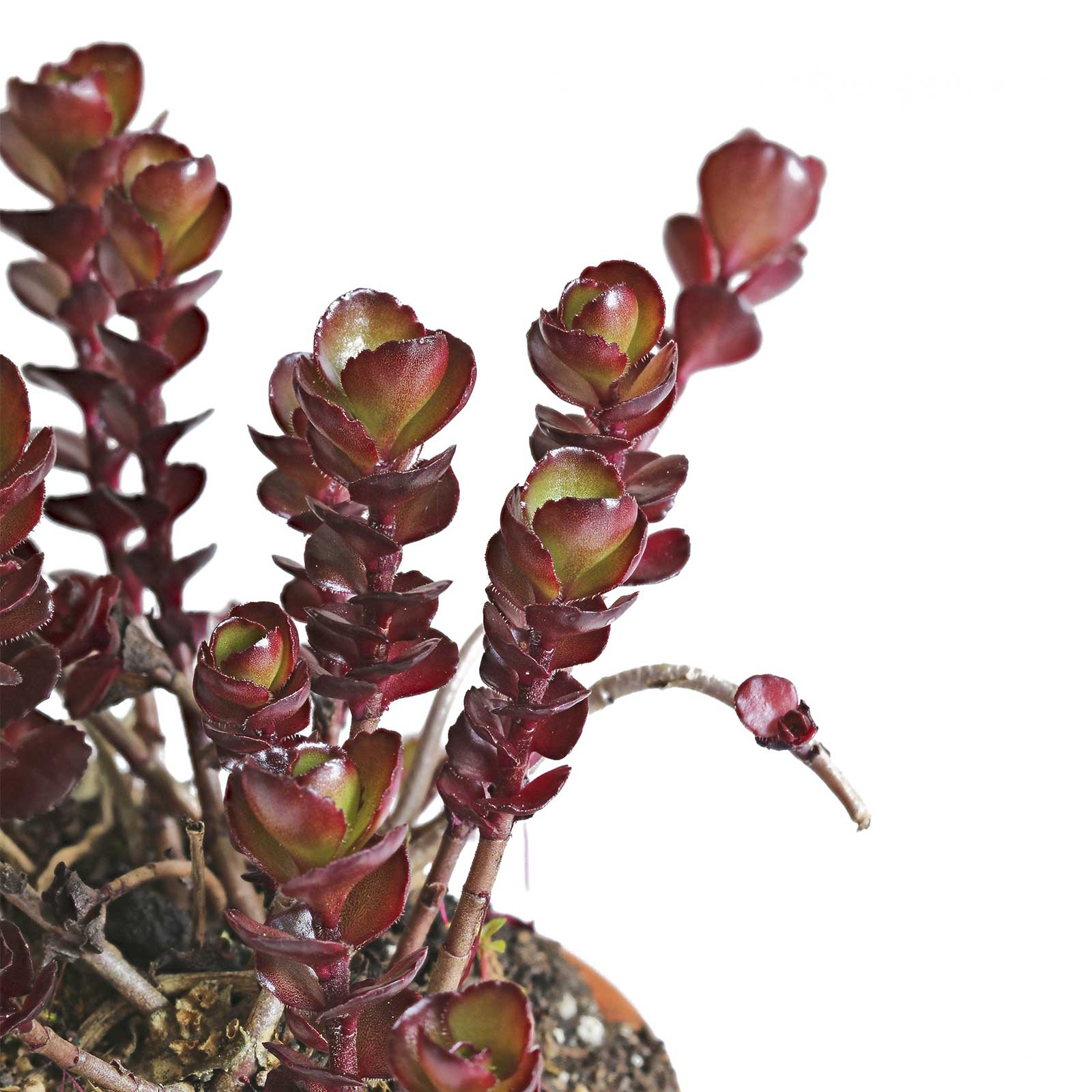 Sedum Flower Seeds - Dragons Blood - 500 Seeds - Rose Colored Star Perennial - Buy Garden Flower Seeds Online