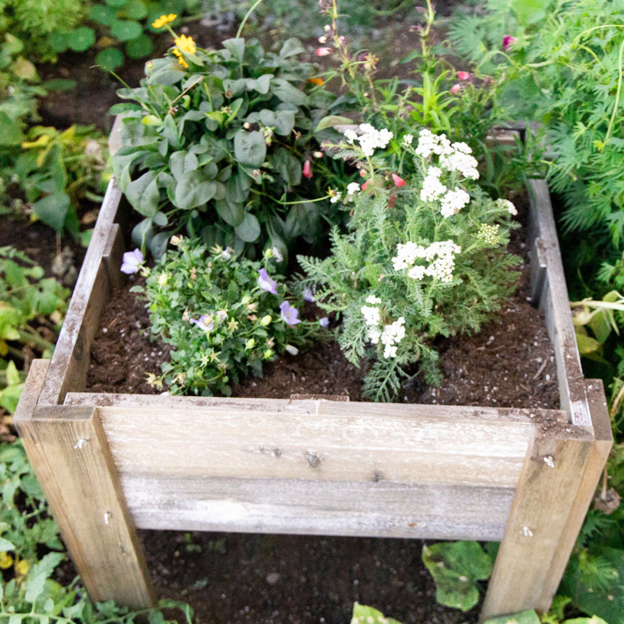 Complete Sustainable Home Garden - With Cedar Elevated Planter, 25 Seed Varieties, Seed Starting Pucks, Minute Soil+ Amended Soi