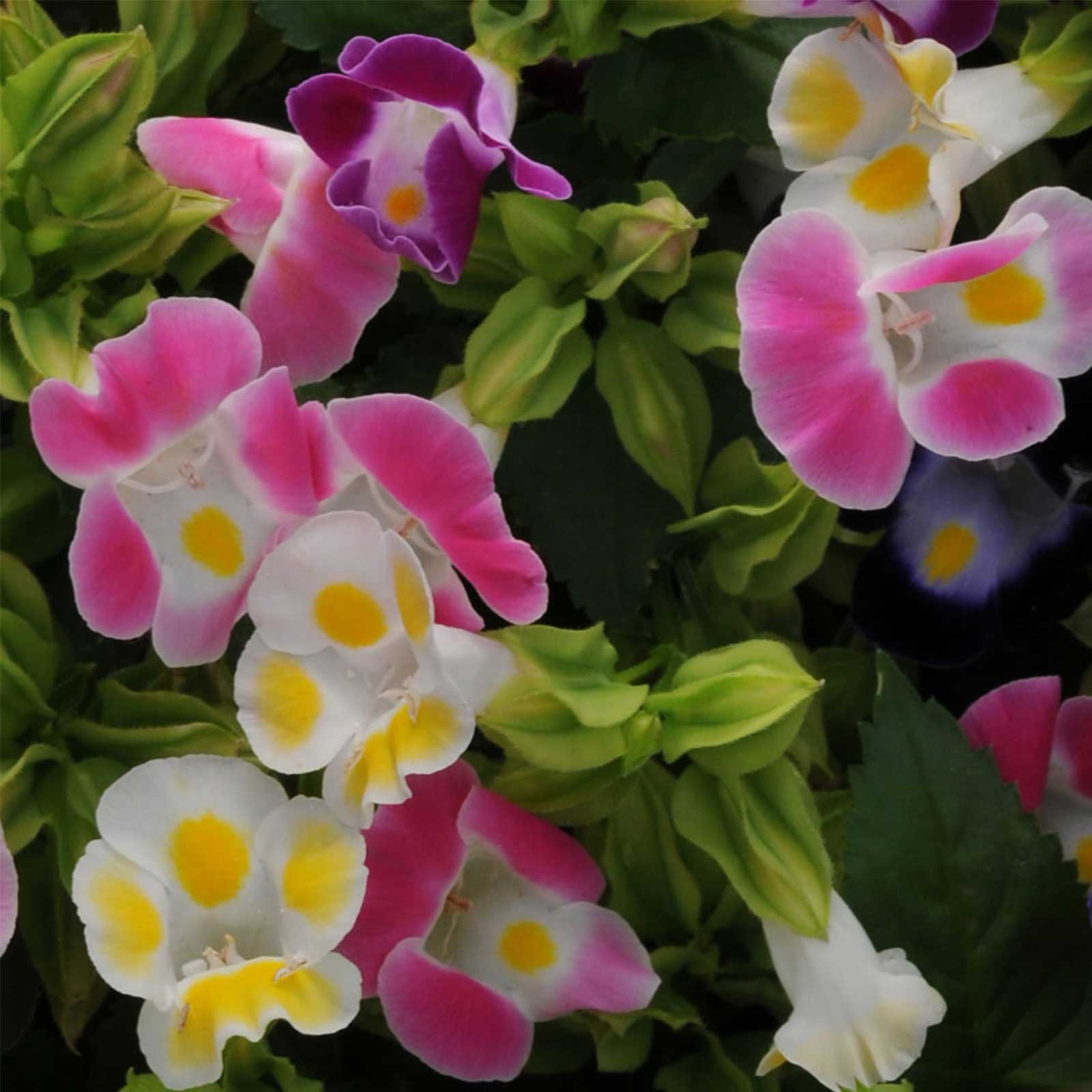 Torenia Flower Seeds - Kauai Mix - 500 Seeds - Annual - Buy Non-GMO Torenia founieri Garden Flower Seeds Online
