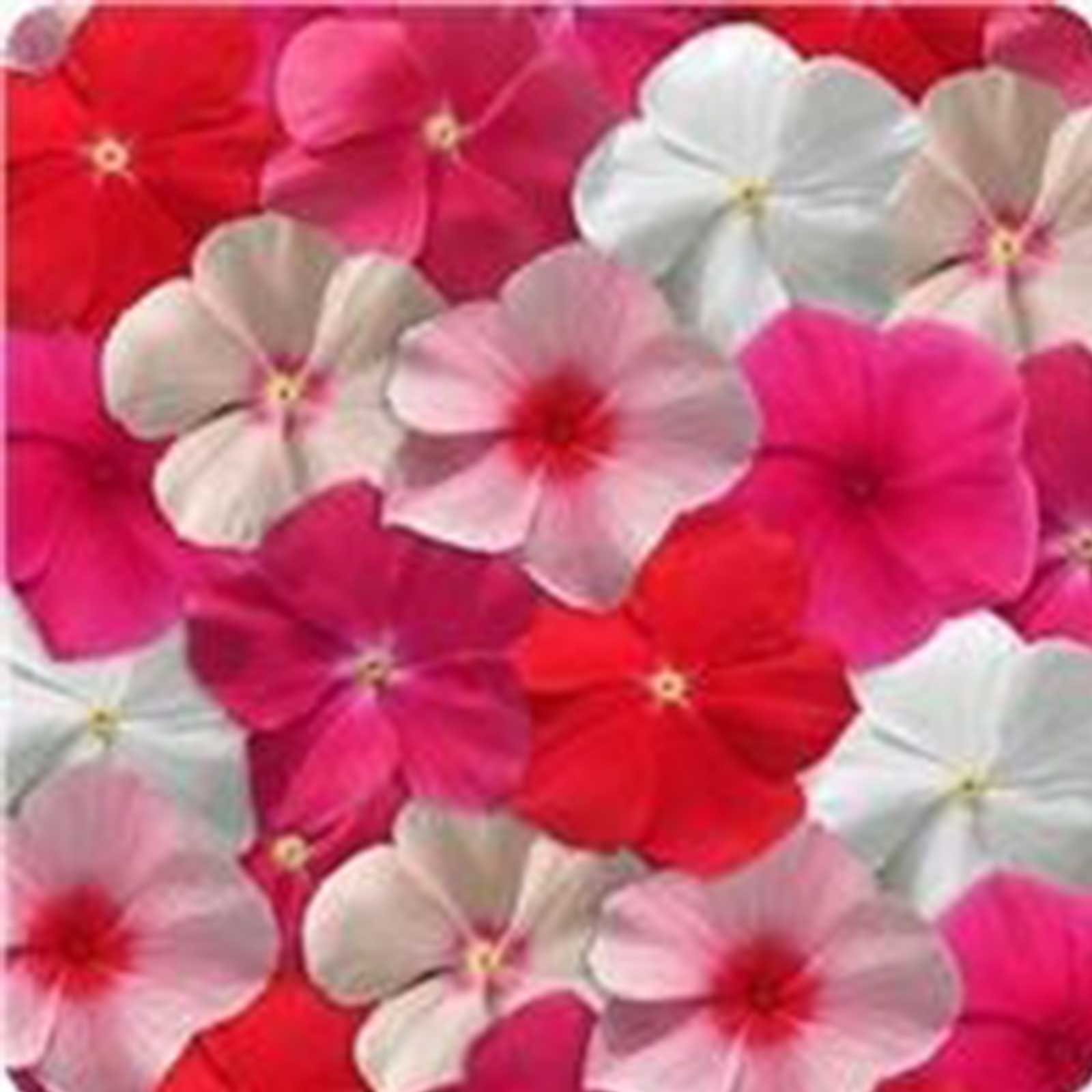 Vinca Flower Seeds - Mediterranean XP - Color Mix - Packet of 25 Seeds - Buy Catharanthus roseus Garden Flower Seeds Online