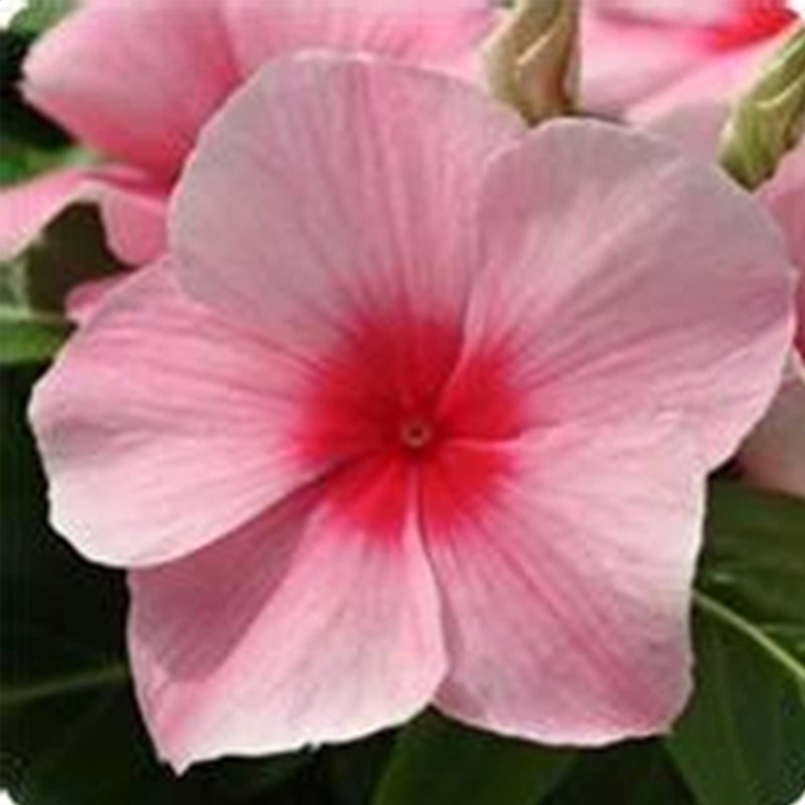 Vinca Flower Seeds - Mediterranean XP - Strawberry - Packet of 25 Seeds - Buy Catharanthus roseus Garden Flower Seeds Online