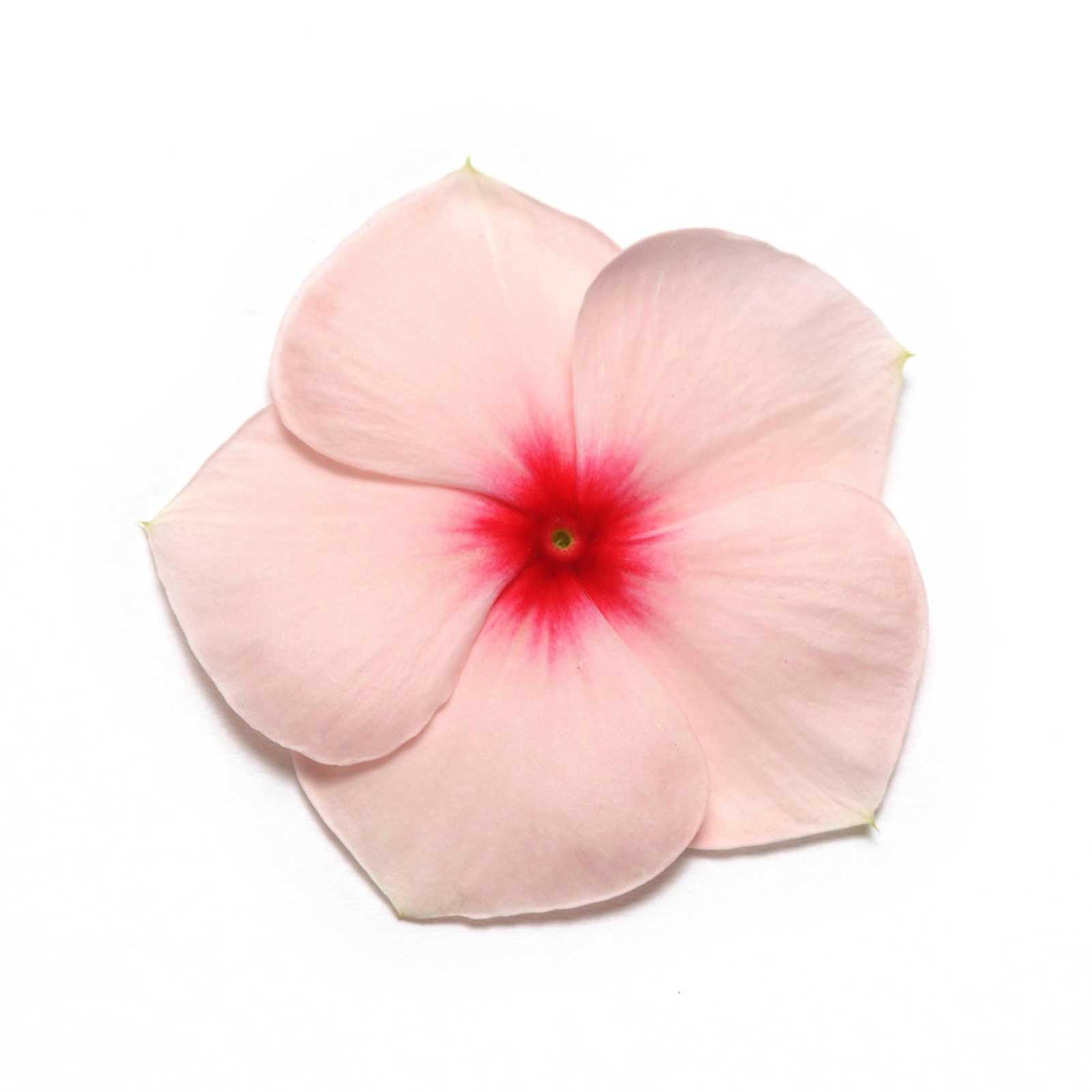 Vinca Flower Seeds - Pacifica XP - Apricot - 500 Seeds - Annual - Buy Catharanthus roseus Garden Flower Seeds Online