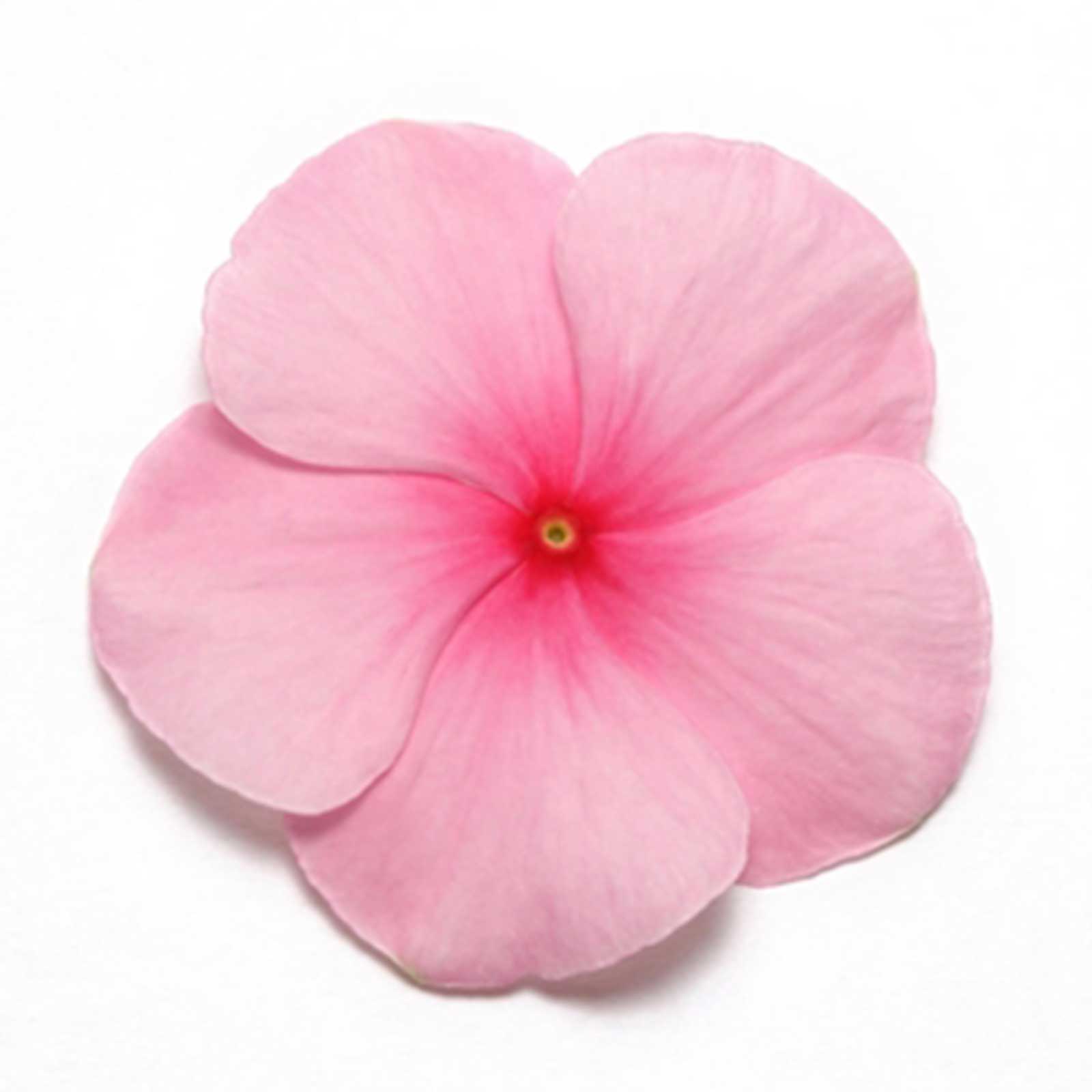 Vinca Flower Seeds - Pacifica XP - Blush - Packet of 50 Seeds - Annual - Buy Catharanthus roseus Garden Flower Seeds Online