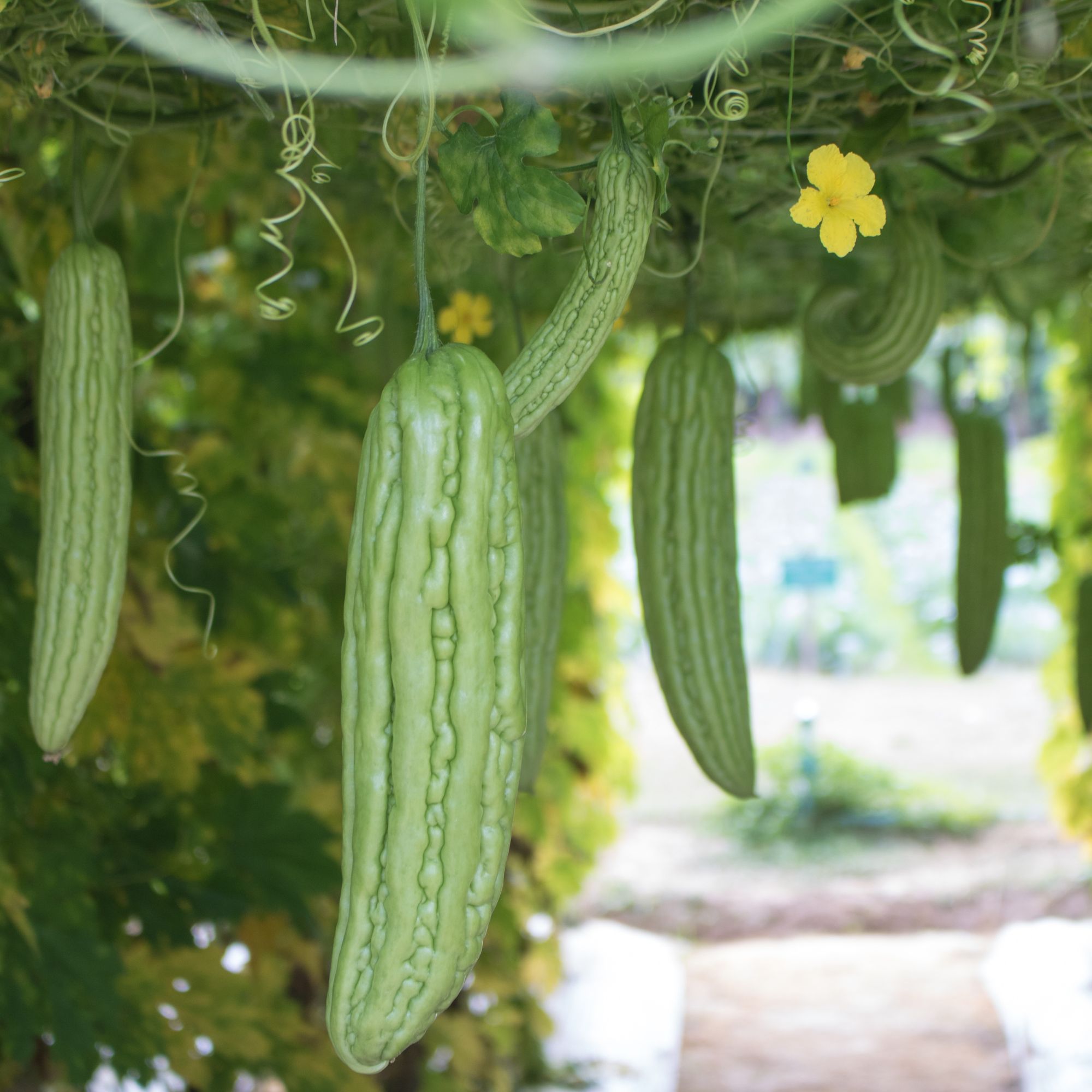 Mara Bitter Gourd Seeds for Planting - 5 Lb Bulk ~11,200 - Premium Asian Seeds by Kitazawa Seed Company - Momordica charantia