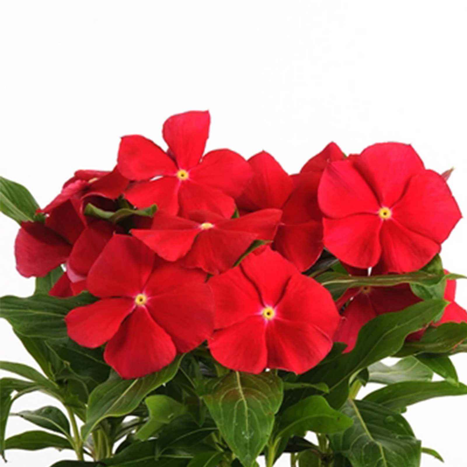 Vinca Flower Seeds - Pacifica XP - Really Red - Packet of 50 Seeds - Annual - Buy Catharanthus roseus Garden Flower Seeds Online