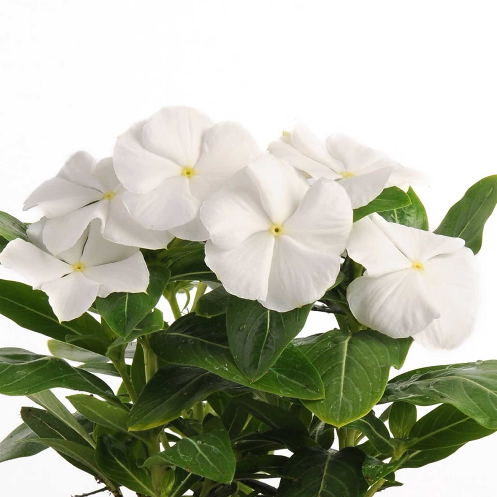 Vinca Flower Seeds - Pacifica XP - White - 500 Seeds - Annual - Buy Catharanthus roseus Garden Flower Seeds Online