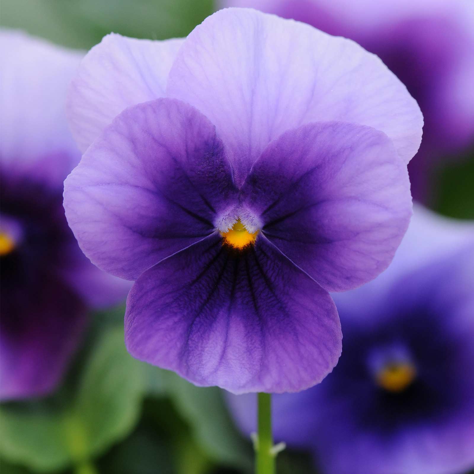 Viola Flower Seeds - Sorbet - Beaconsfield - 500 Seeds - Annual F1 Hybrid - Buy Garden Flower Seeds Online