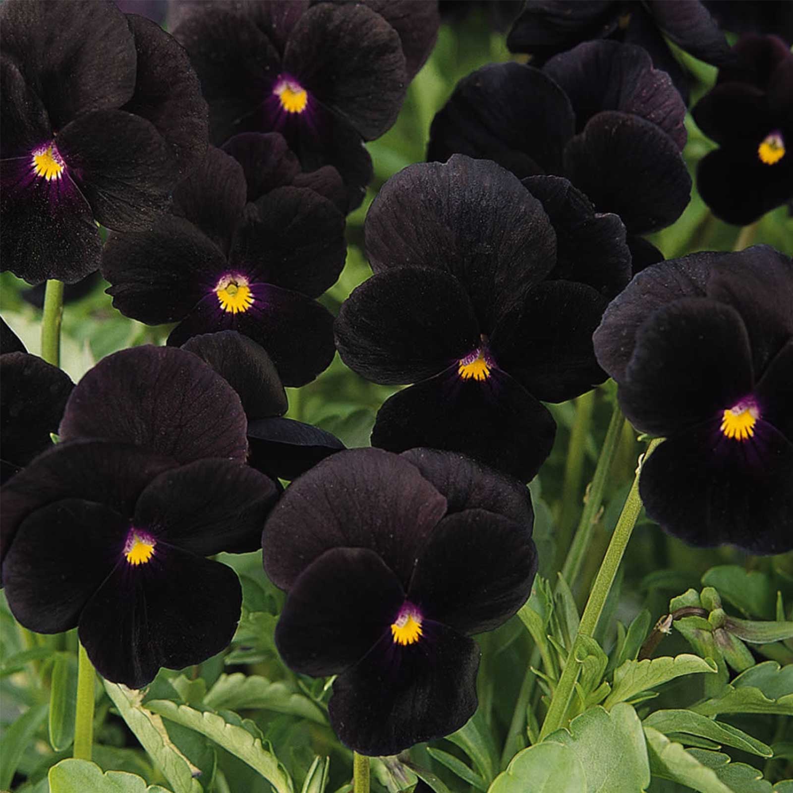 Viola Flower Seeds - Sorbet - Black Delight - Packet of 25 Seeds - Annual F1 Hybrid - Buy Garden Flower Seeds Online