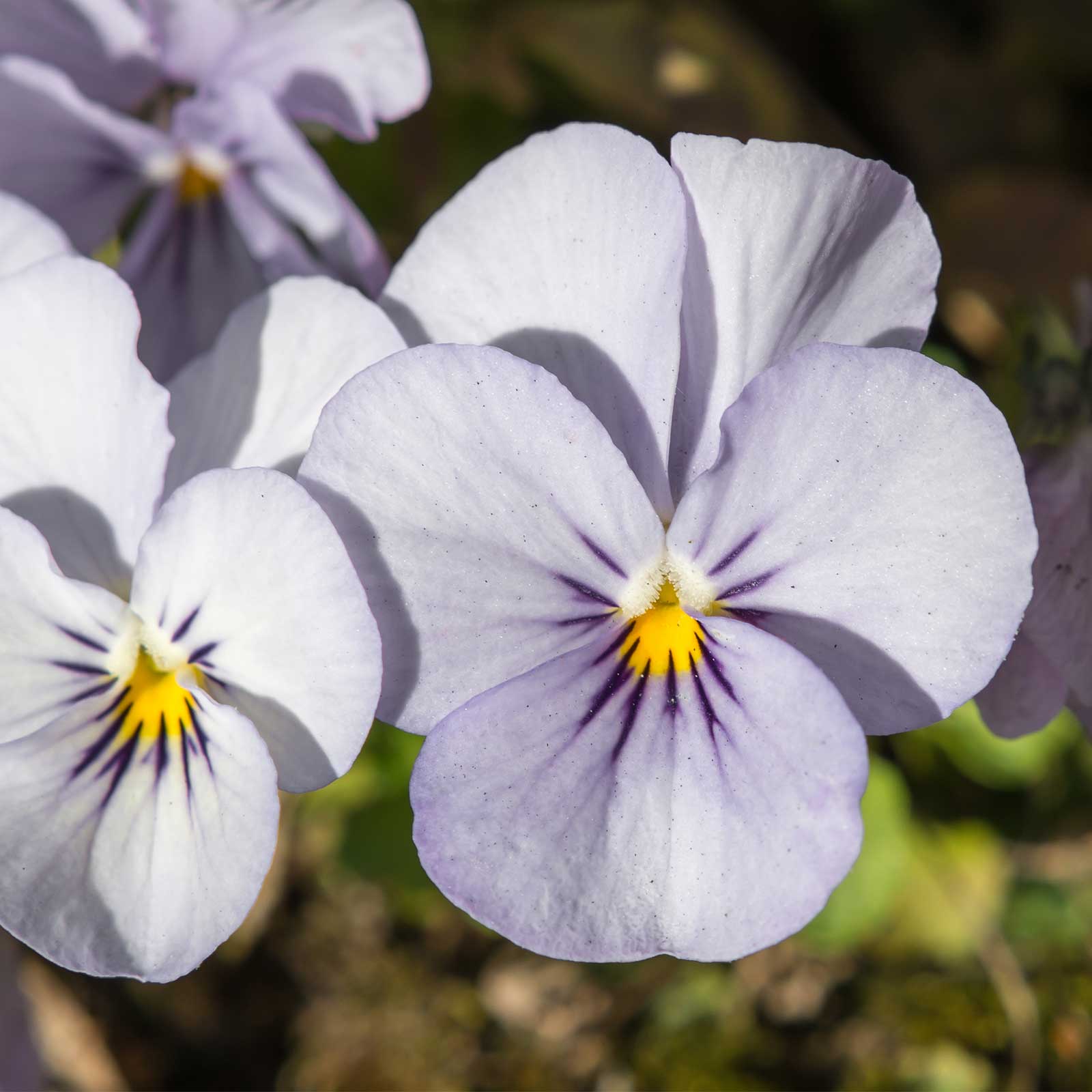 Viola Flower Seeds - Sorbet - Lilac Ice - Packet of 25 Seeds - Annual F1 Hybrid - Buy Garden Flower Seeds Online