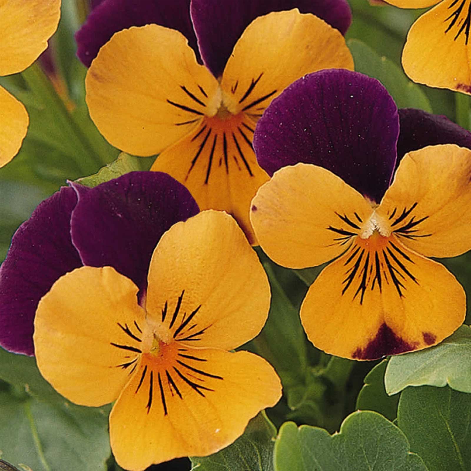 Viola Flower Seeds - Sorbet - Orange Jump Up - 500 Seeds - Annual F1 Hybrid - Buy Garden Flower Seeds Online