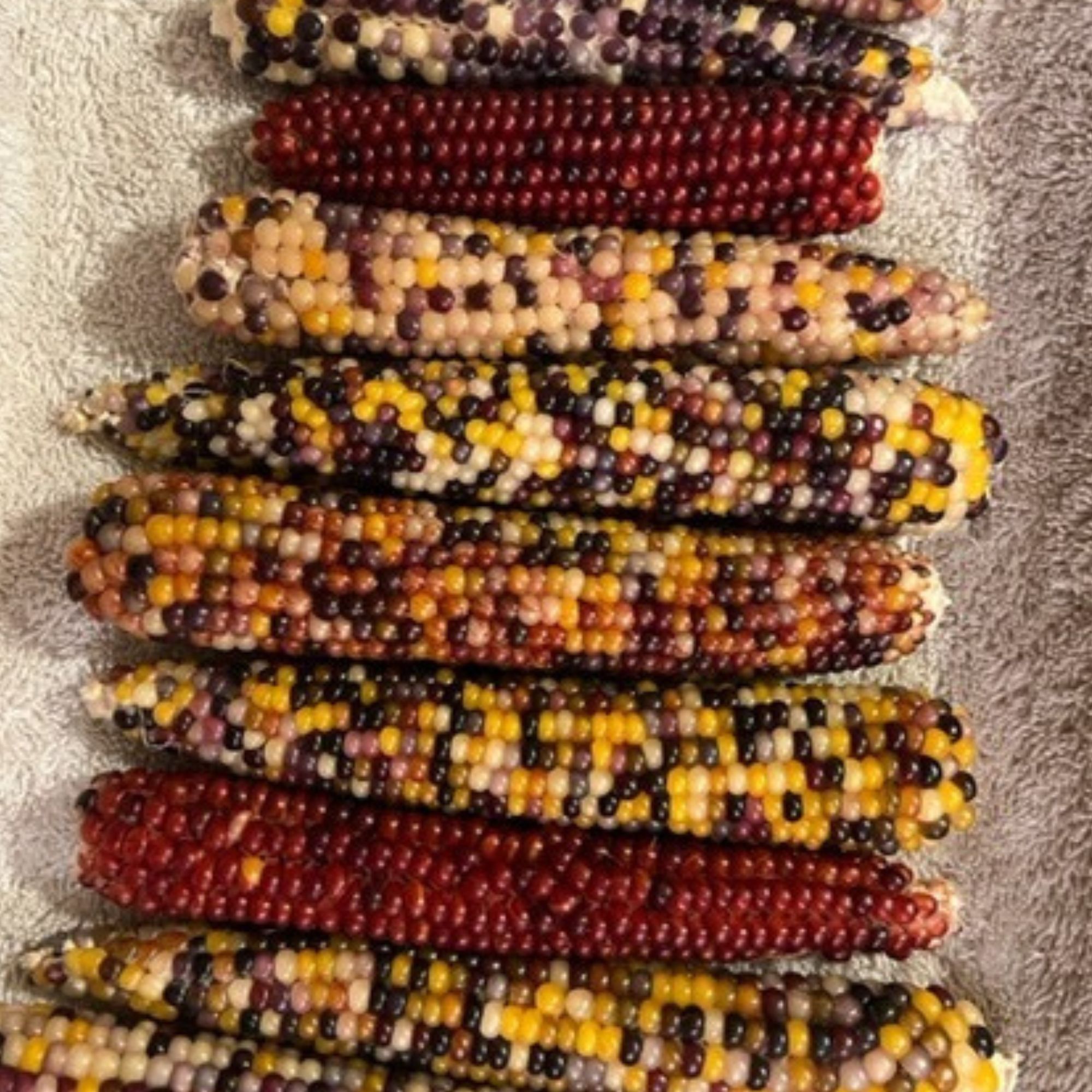 Rainbow Jewel Popcorn Seeds for Planting - 25 Lb Bulk ~92,000 Seeds - Hybrid, Heirloom, Non-GMO