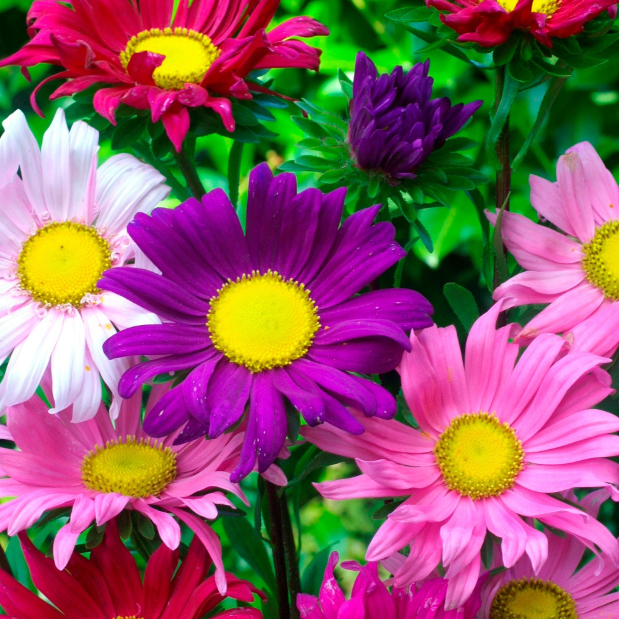 Benary's Trimix Aster Flower Seeds for Planting - .25 Oz ~1,900 Seeds - Blue, Pink, and White Aster Flower Seed Blend