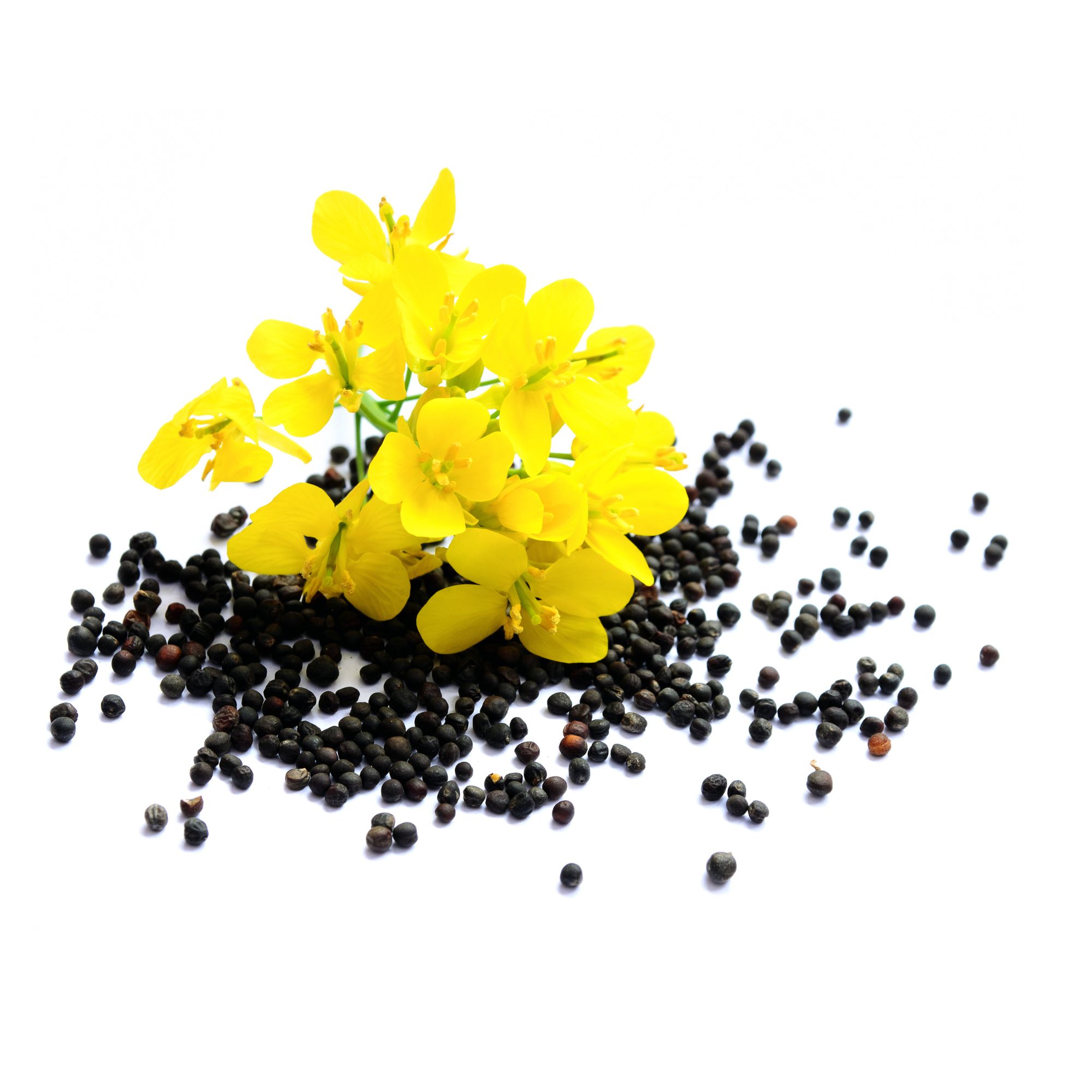 Organic Rapeseed - Aka Canola Seeds, Rape, Oilseed Rape - 5 Lb ~1,072,000 Seeds - For Oilseed, Cover Crop, & Microgreens - Brass