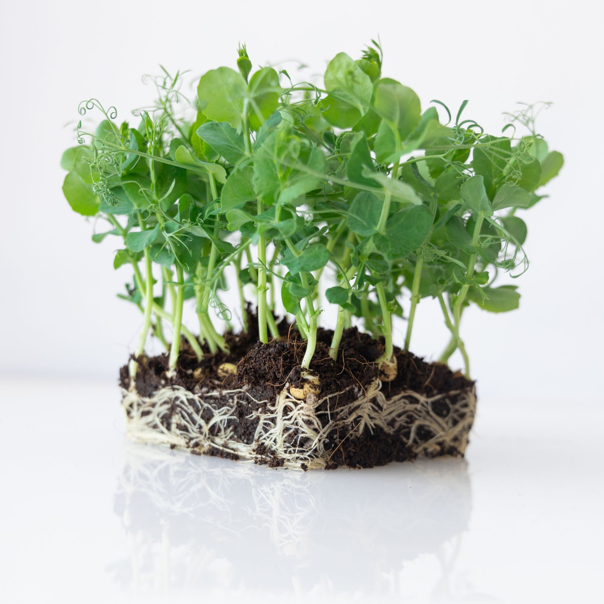 Parsley Pea Seeds for Planting - 5 Lb ~9,600 Seeds - Microgreens & Vegetable Gardening