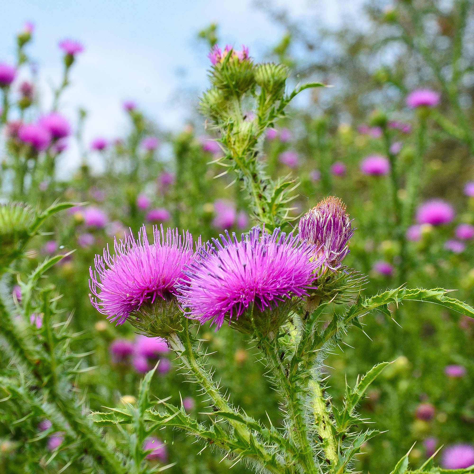 Milk Thistle Seeds For Planting - 4 Oz Bag - Slybum marianun - Medicinal Flowers & Herbs