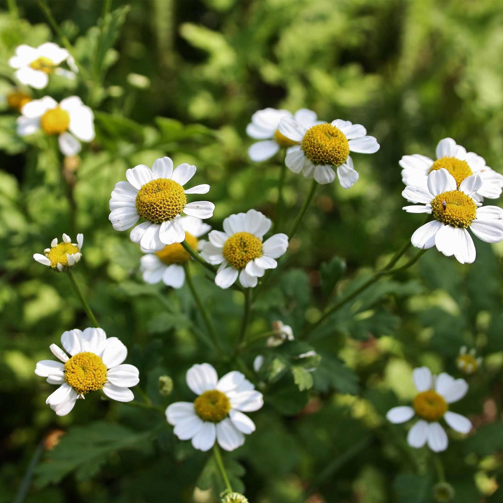 Fever Few Seeds For Planting - 4 Oz Bulk ~210,000 Seeds - Tanacetum parthenium - Medicinal