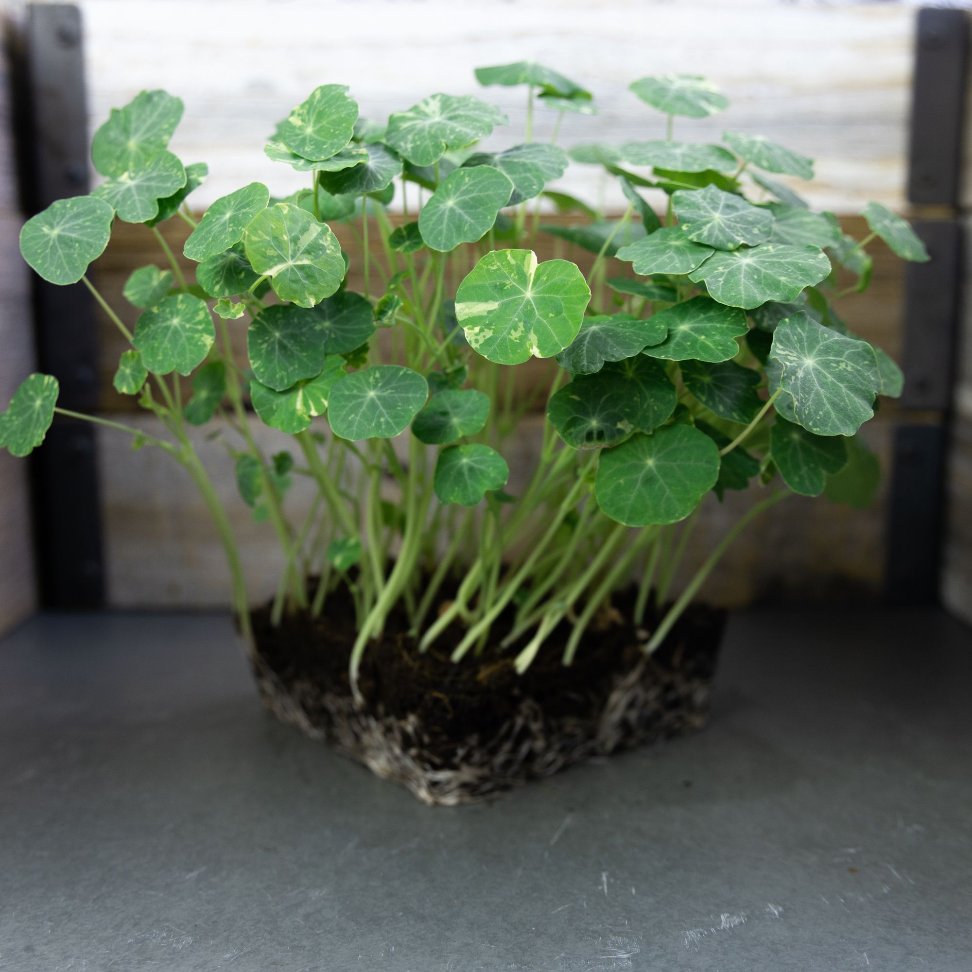 Dwarf Nasturtium Alaska Gold Seeds for Planting - 4 Oz ~720 Seeds - Flower Seeds