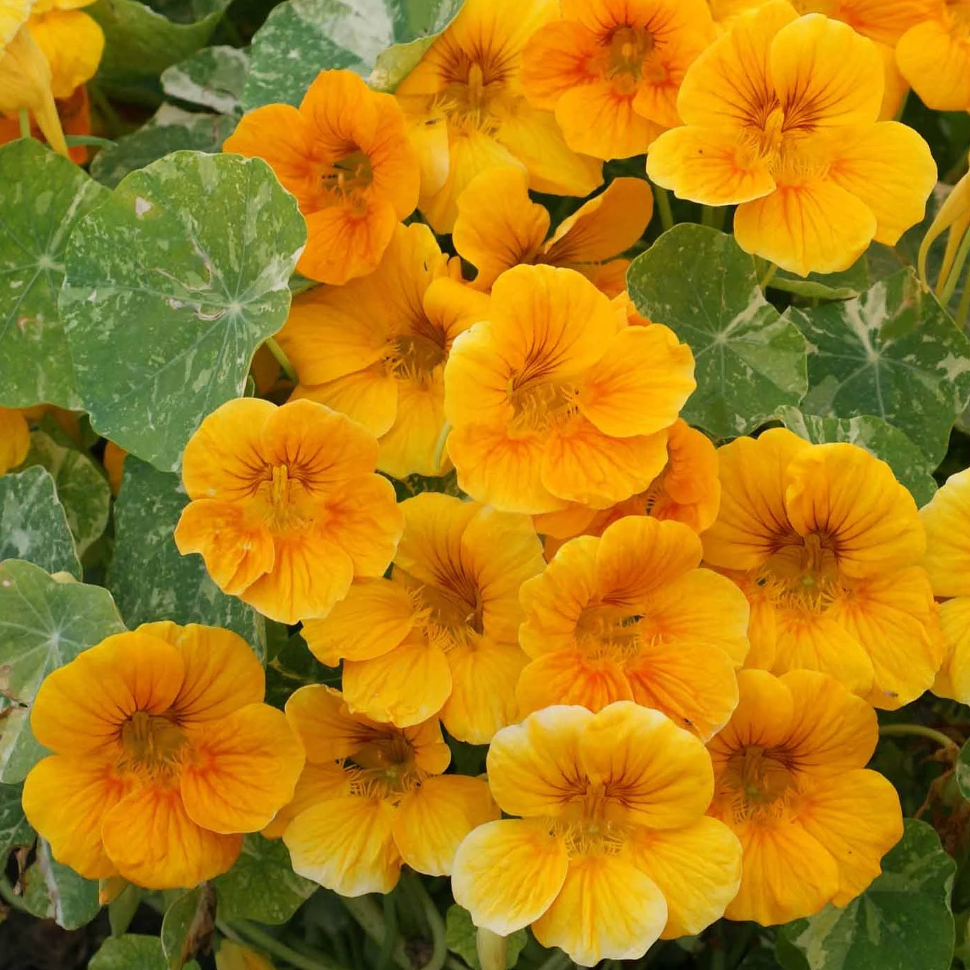 Dwarf Nasturtium Alaska Gold Seeds for Planting - 1 Lb Bulk ~2,880 Seeds - Flower Seeds