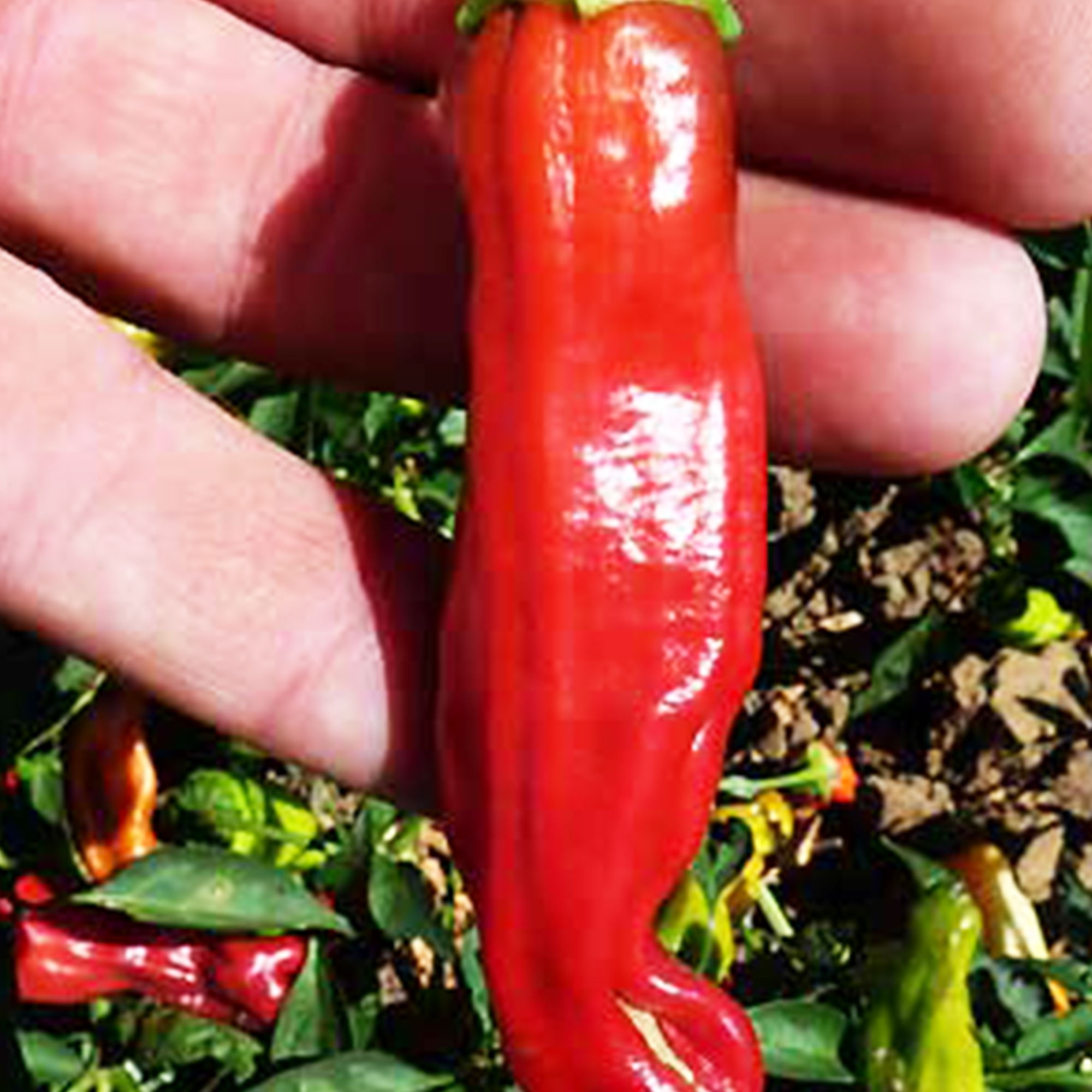 Jimmy Nardello Sweet Pepper Seeds for Planting - 1 Oz ~3,360 Seeds - Buy Non-GMO Heirloom Seeds Online