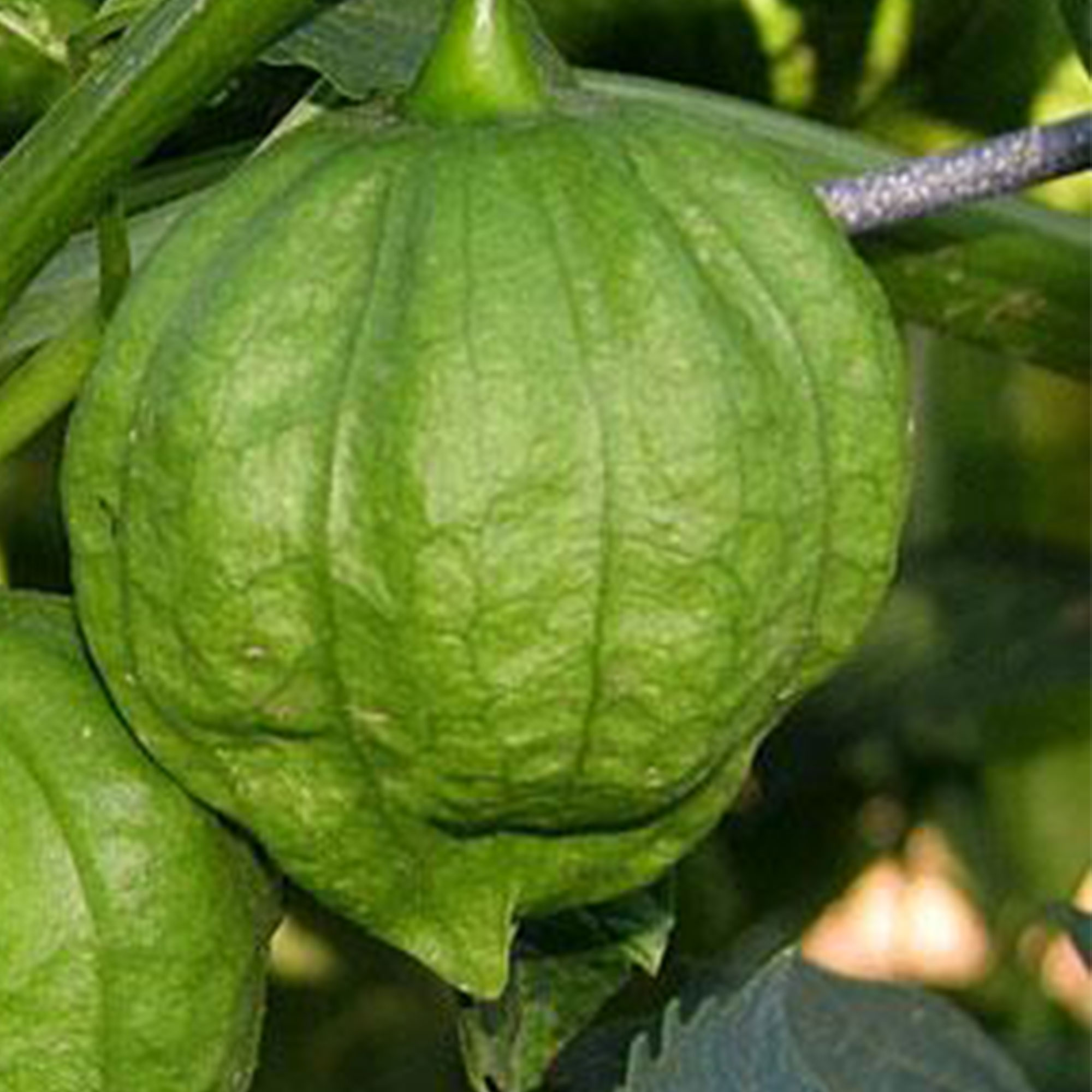Toma Verde Tomatillo Seeds for Planting - 1 Oz ~16,000 Seeds - Heirloom, Non-GMO