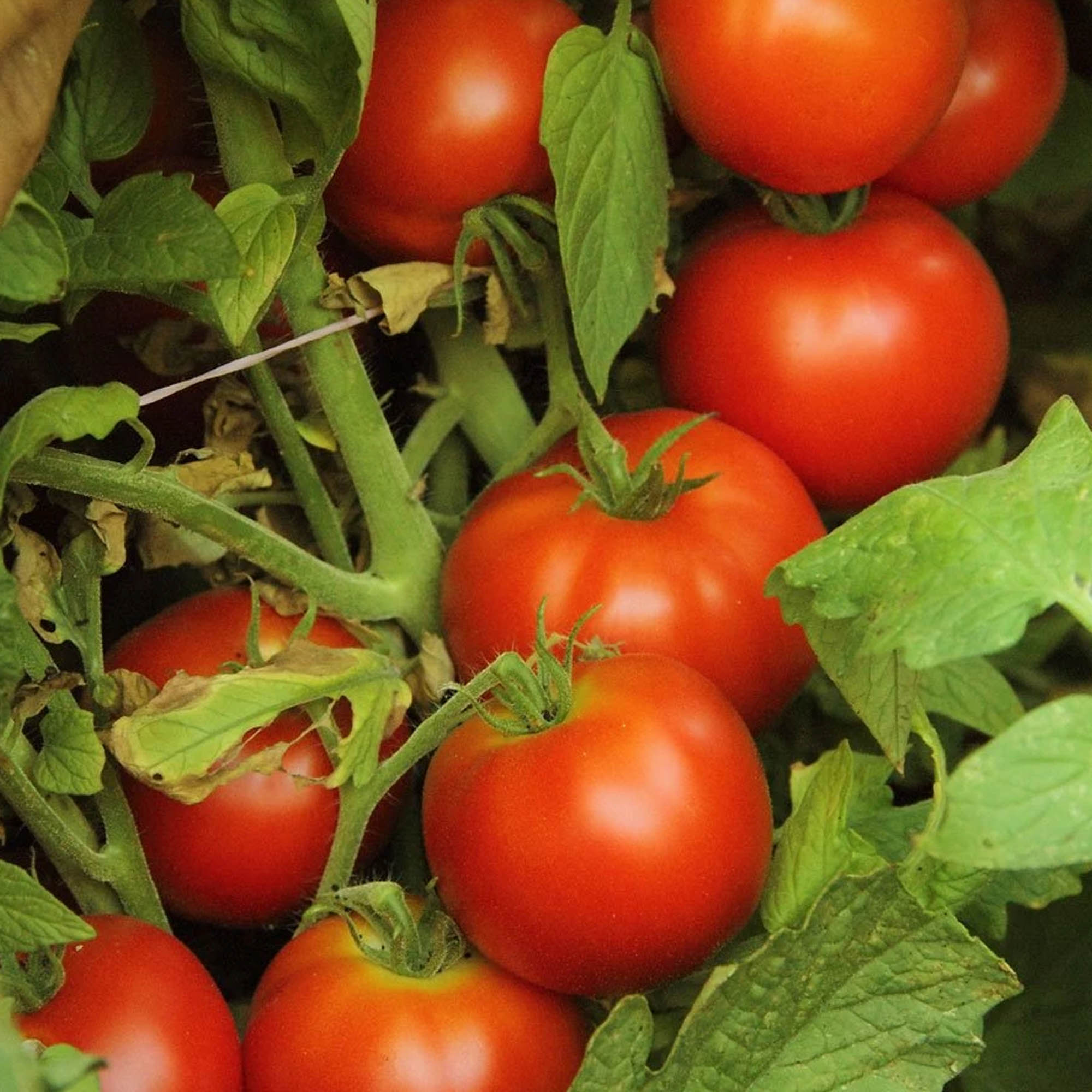 Early Doll Hybrid F1 Tomato Packet - 1 Oz ~11,500 Seeds - Farm & Gardening Seeds - Buy Non-GMO, Hybrid Seeds Online - Best Seed 