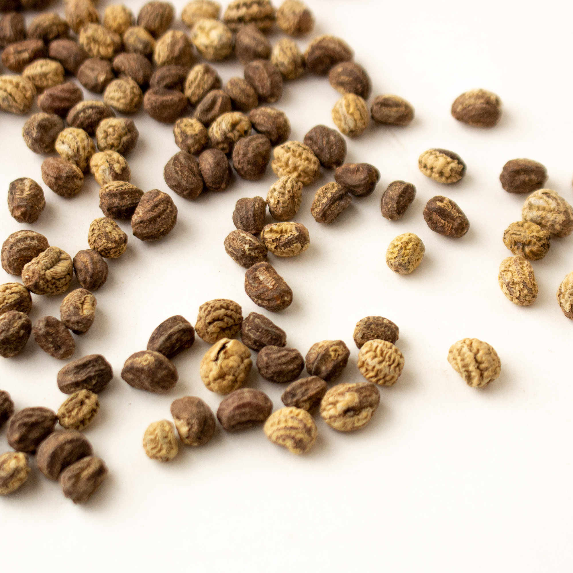 Organic Nasturtium Microgreens Seeds for Planting - 1 Oz ~220 Seeds - Non-GMO Flower Micro Greens Seeds