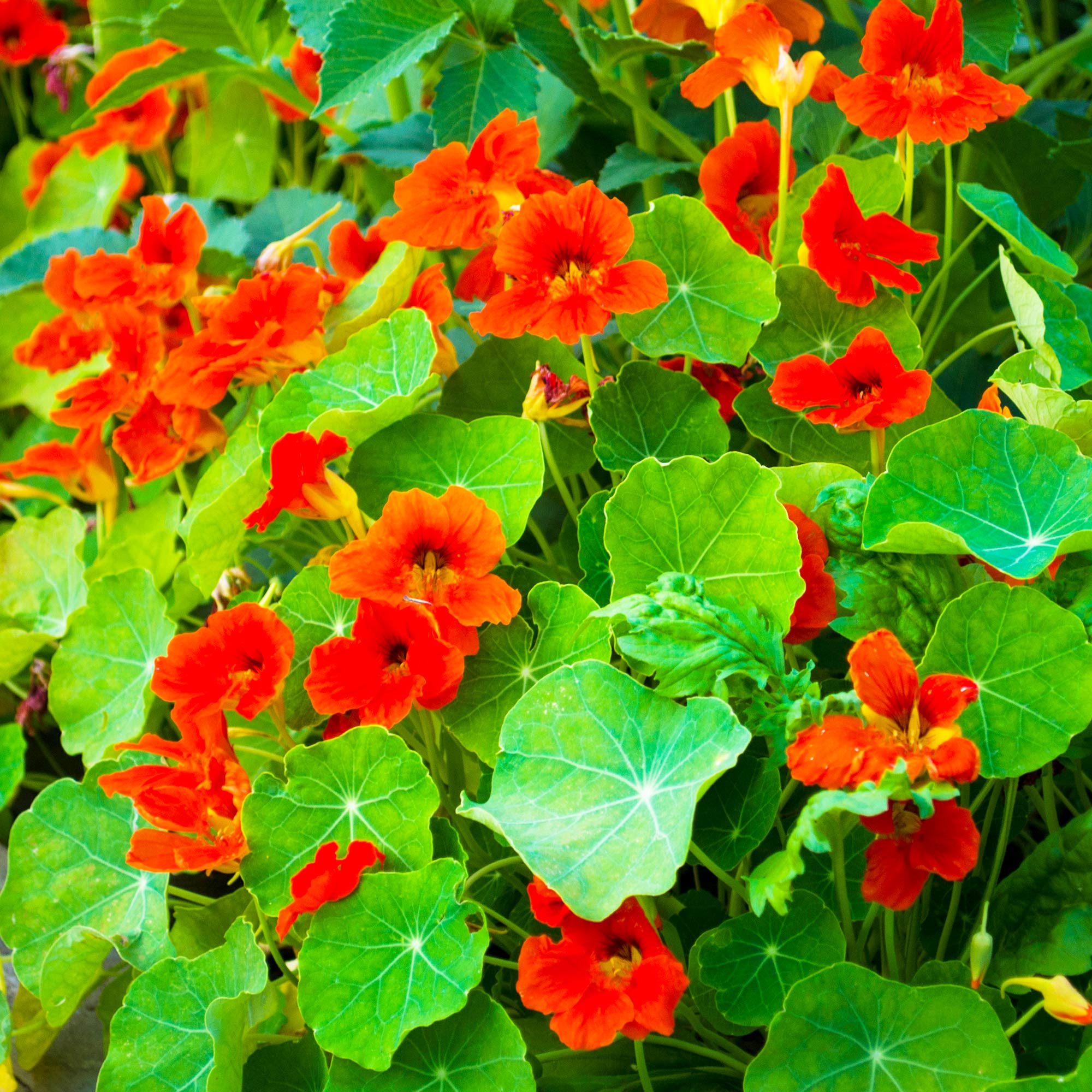 Organic Nasturtium Microgreens Seeds for Planting - 4 Oz ~880 Seeds - Non-GMO Flower Micro Greens Seeds