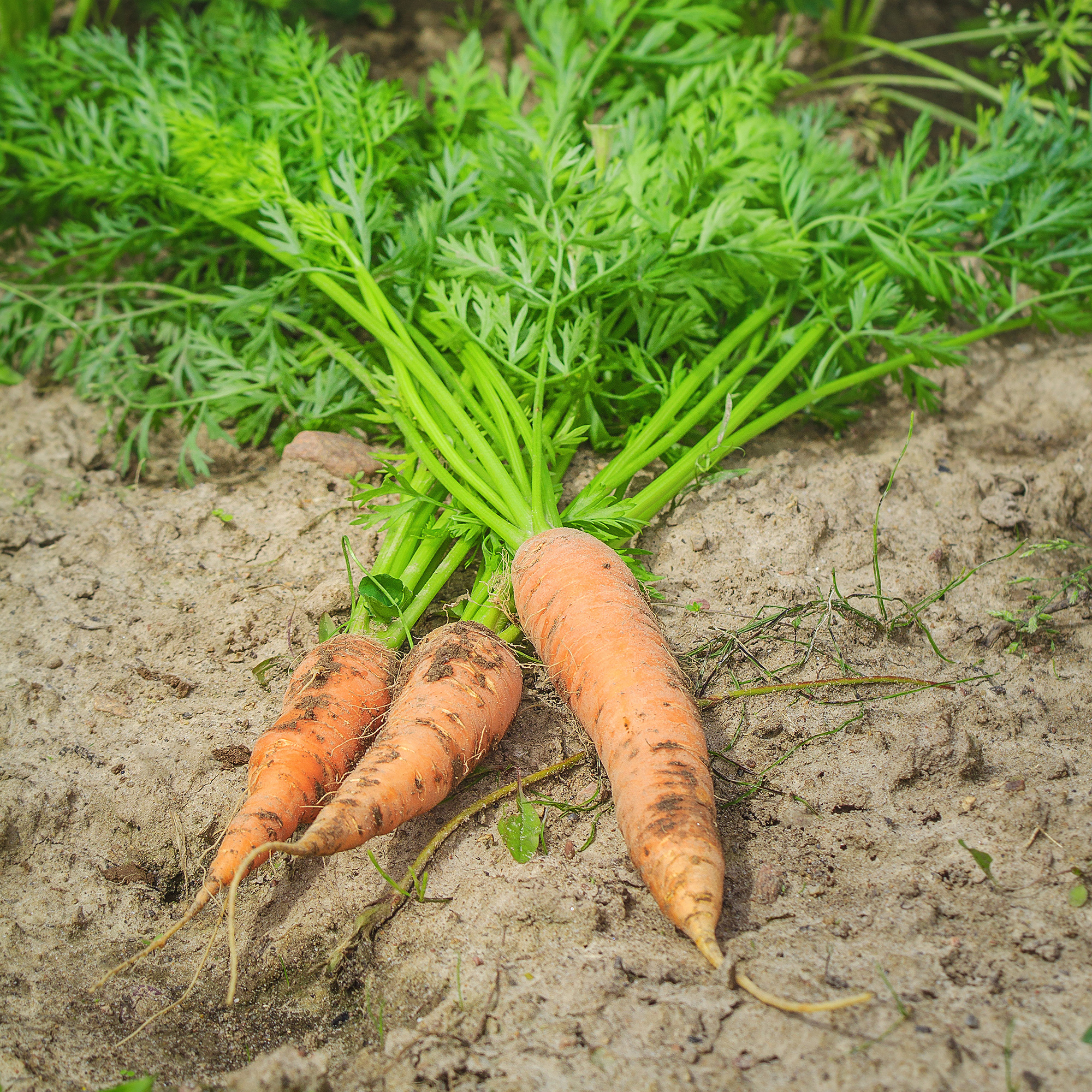 Carrot - Shin Kuroda 5 - Buy Non-GMO Daucus carota var. sativus Farm & Gardening Seeds Online