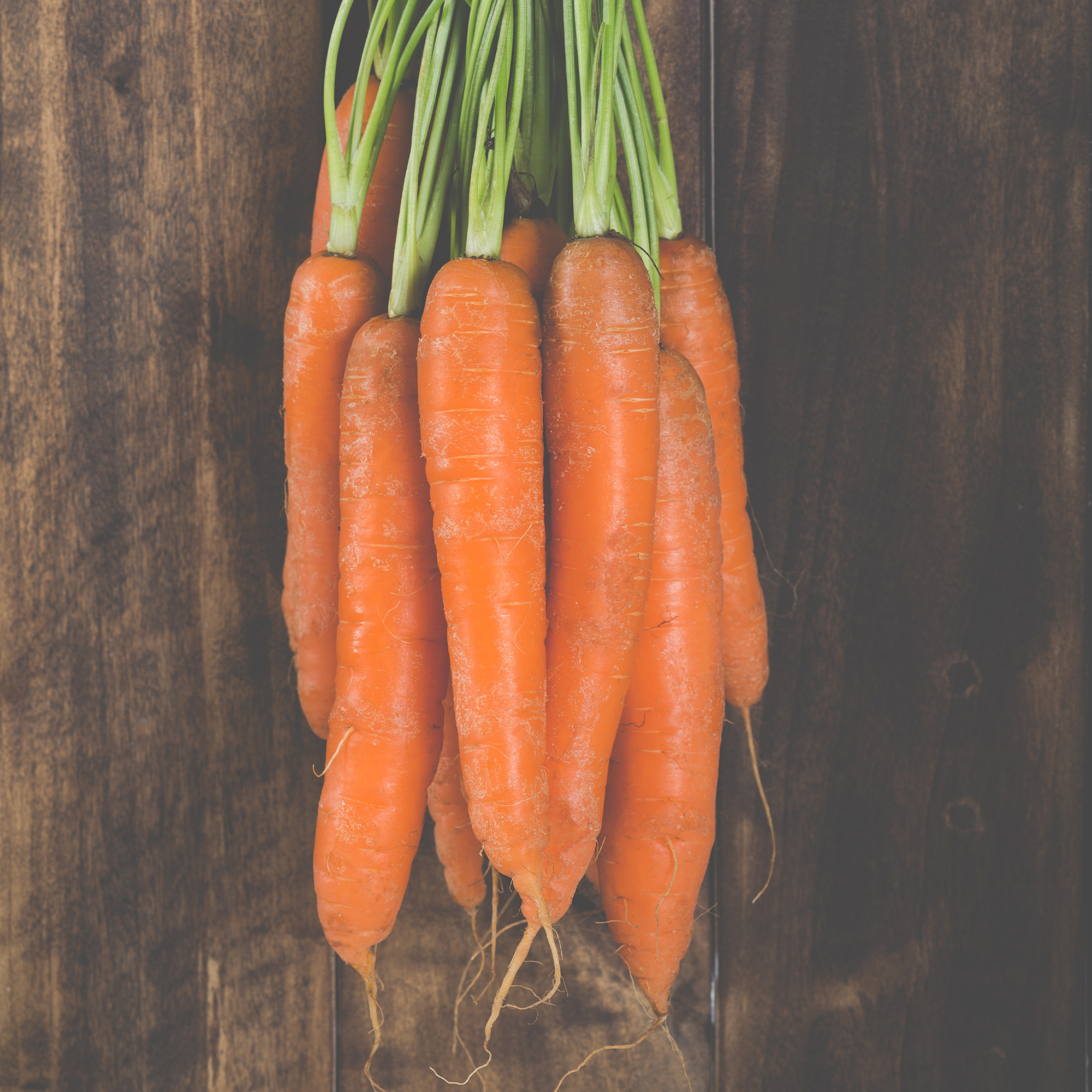 Organic Bambino Carrot Seeds - 4 Oz Bulk ~72,000 Seeds - Non-GMO - Buy Non-GMO Daucus carota var sativa Farm & Gardening Seeds O