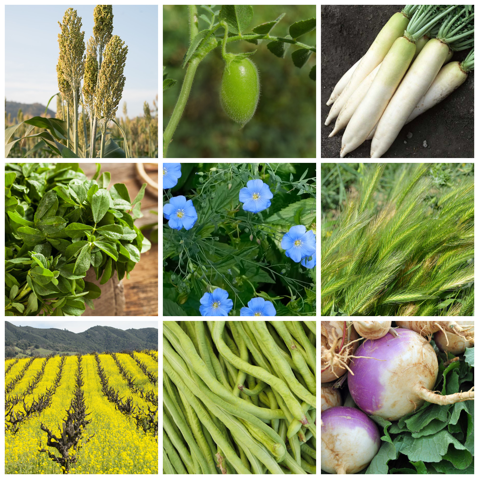 No-Till Forage Cover Crop Seeds - 1/4 lb - 9 Winter Kill Varieties - Spring, Summer, Fall - Non-GMO