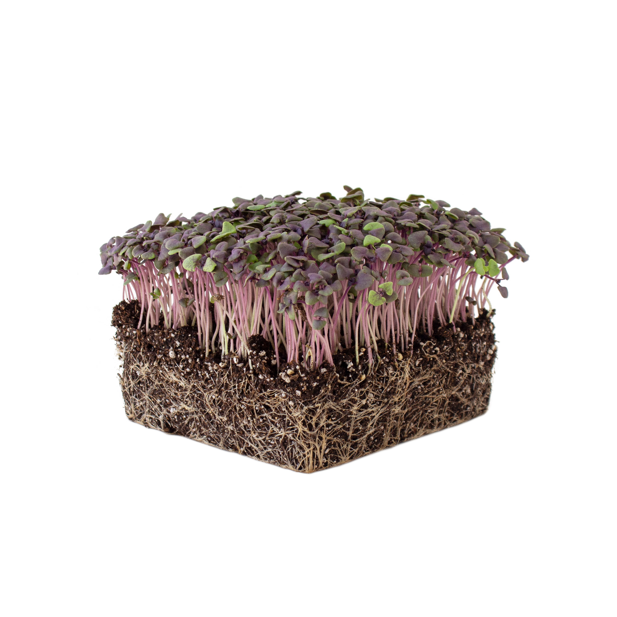 Organic Basil - Red Rubin - 0.25 Oz ~4500 Seeds - Non-GMO Herbal Gardening - Buy Non-GMO Ocimum basilicum x purpurascens Farm & 