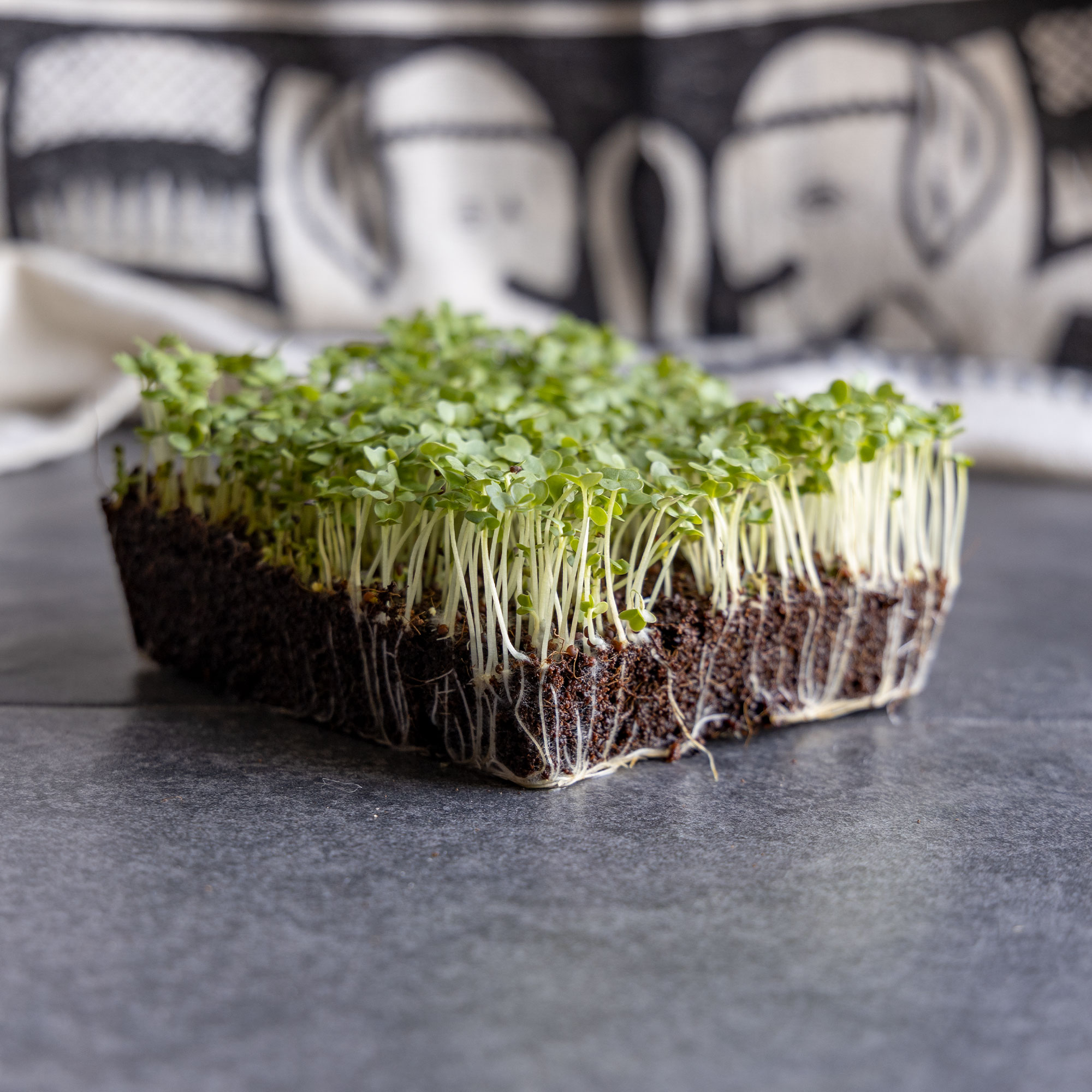 Mustard Seeds - Golden Streak -1 Oz ~7500 Seeds - Non-GMO, Heirloom - Vegetable Garden & Microgreens