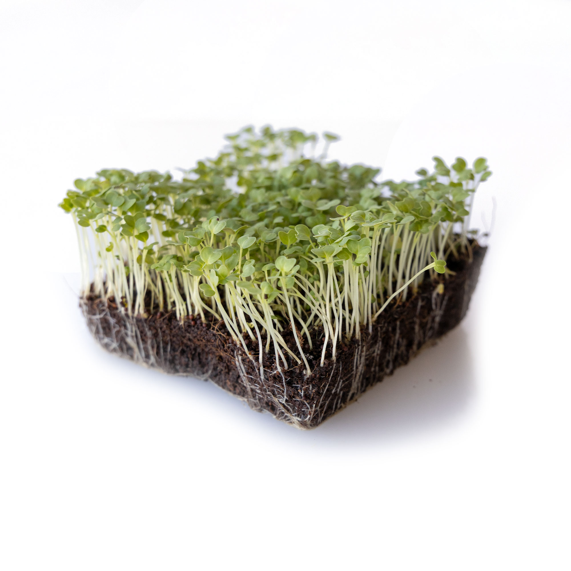 Mustard Seeds - Golden Streak -25 Lb Bulk ~3000000 Seeds - Non-GMO, Heirloom - Vegetable Garden & Microgreens