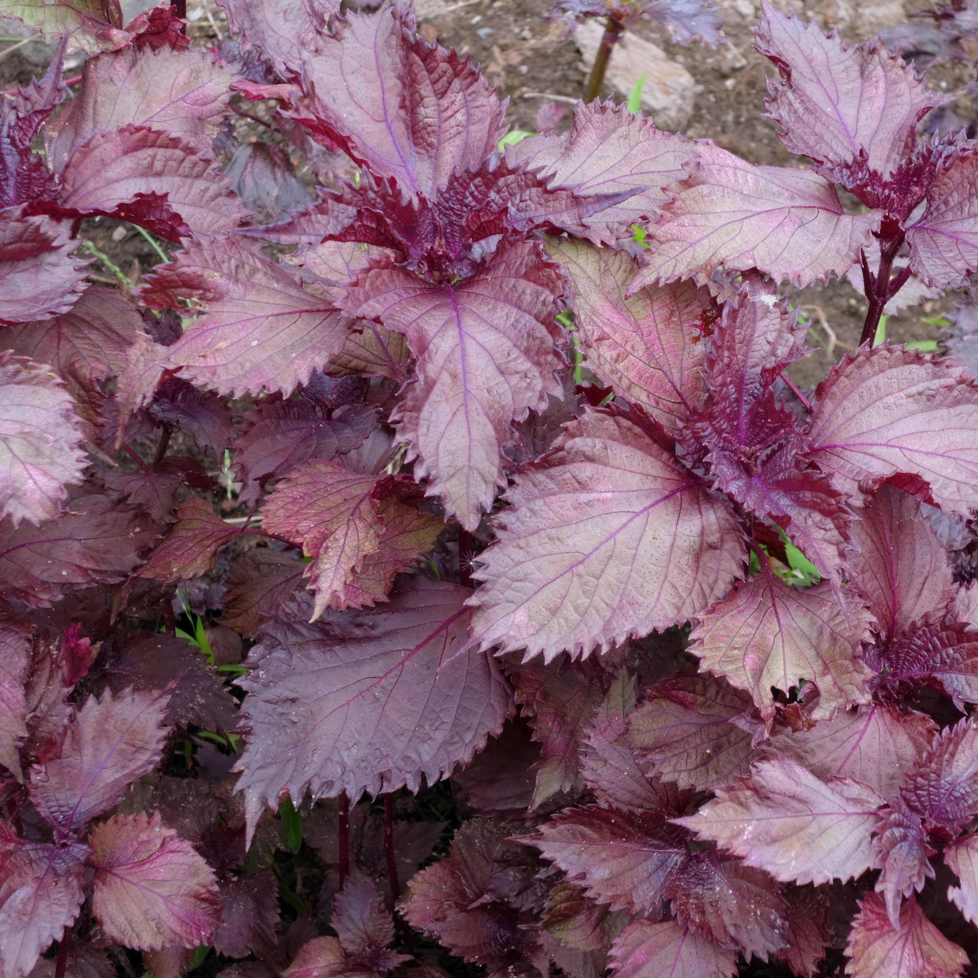 Organic Red Shiso Seeds - 1 g Packet ~882 Seeds - Herb Gardening, Garden