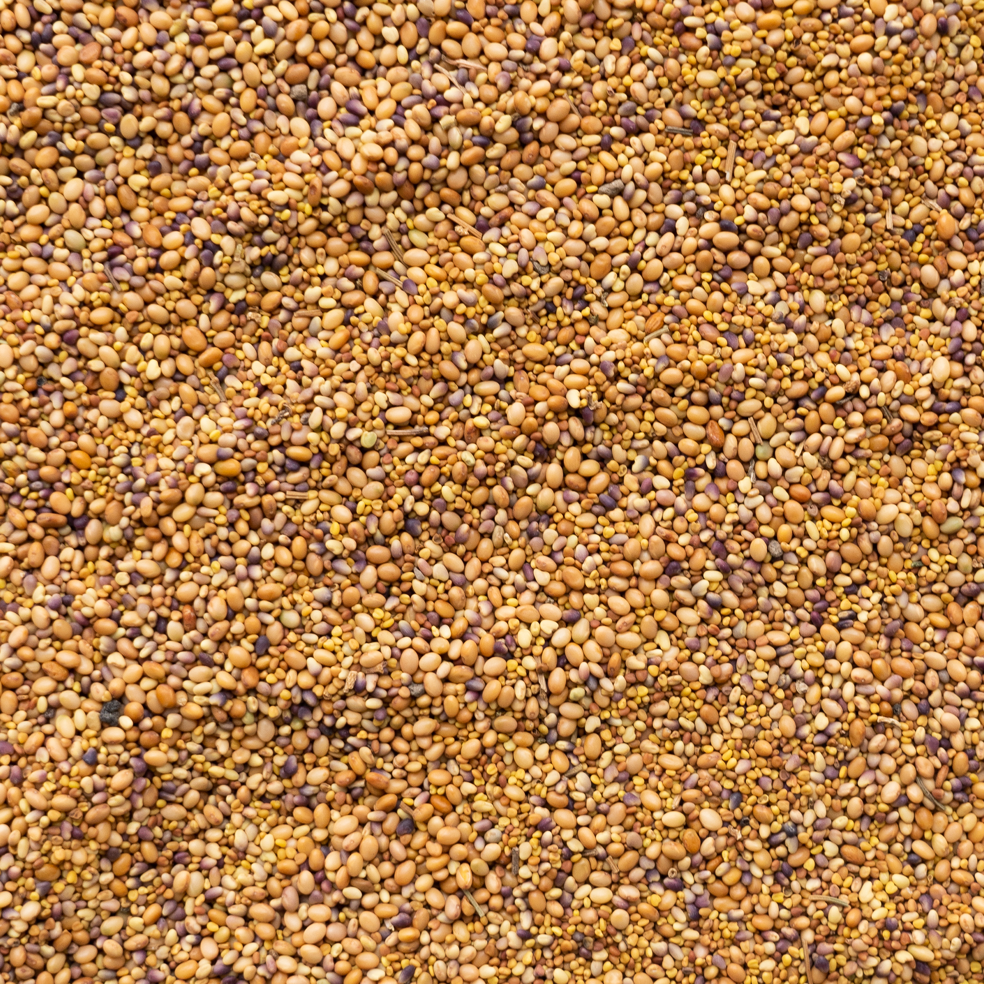 Clover Trio Cover Crop Seed Mix - 1 Lb ~179,200 Seeds - Includes Crimson Clover, White Dutch Clover, and Red Clover - For Cover 