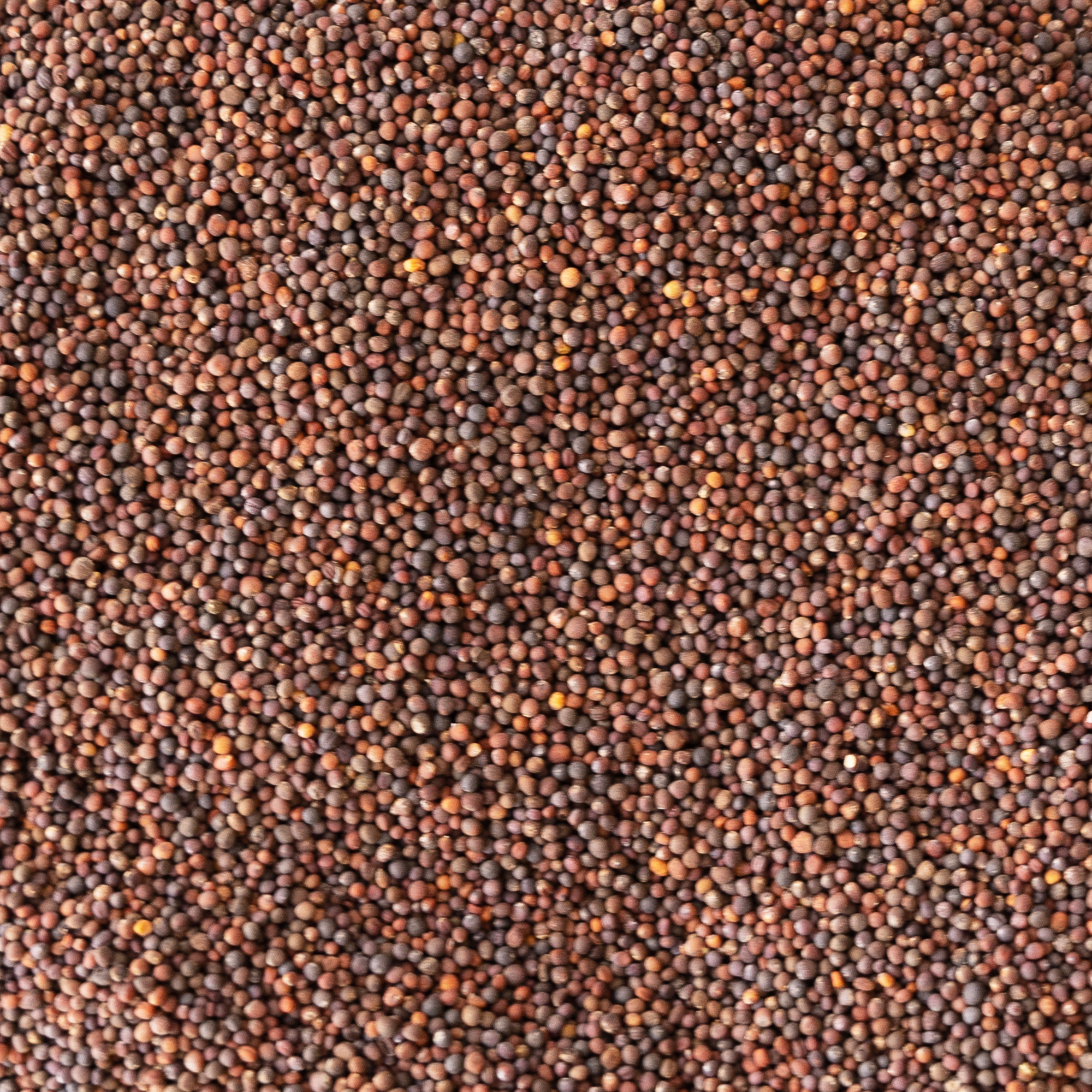 Superfoods Microgreens Mix - 1 Lb ~161,280 Seeds - Buy Bulk Non-GMO Micro Green Gardening Wholesale Seeds Online - Broccoli, Koh