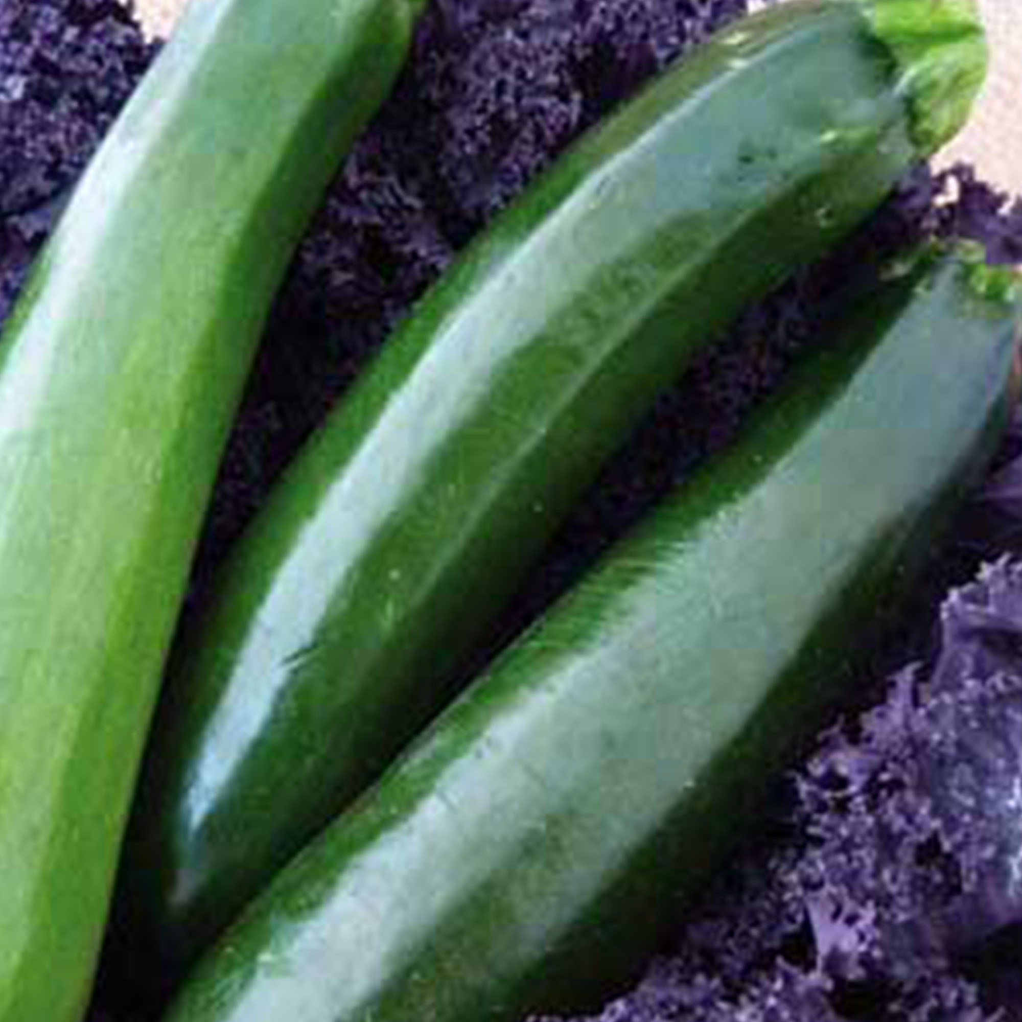 Organic Squash Seeds - Summer Black Zucchini - 5 Lb ~341,040 Seeds - Buy Bulk Non-GMO Cucurbita Pepo Farm & Gardening Seeds For 
